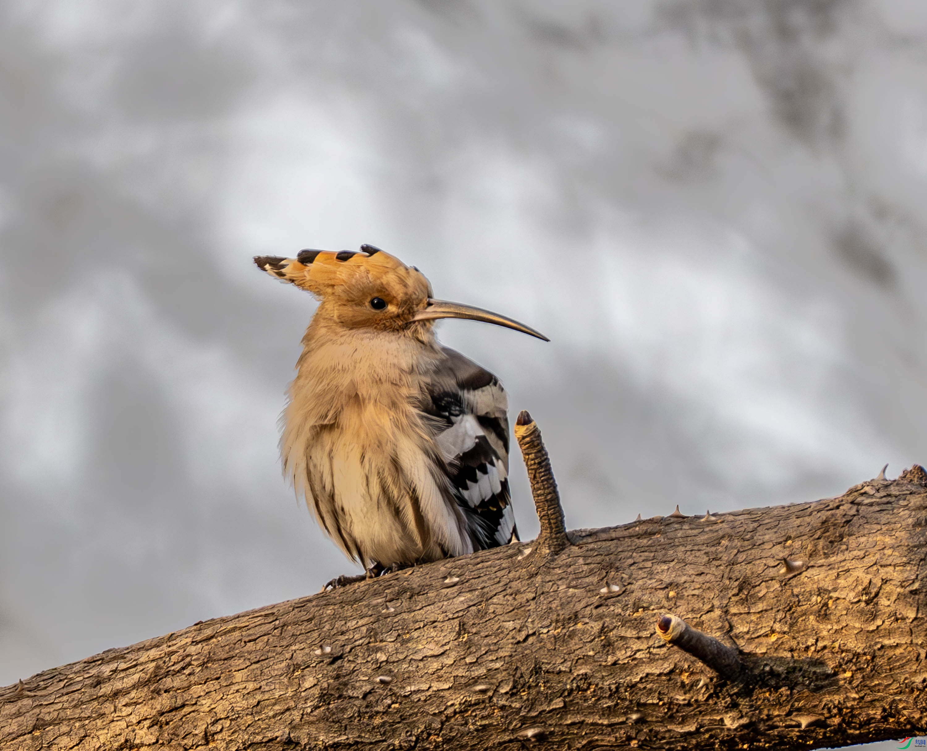 ��ʤ-01 (3 - 5).jpg