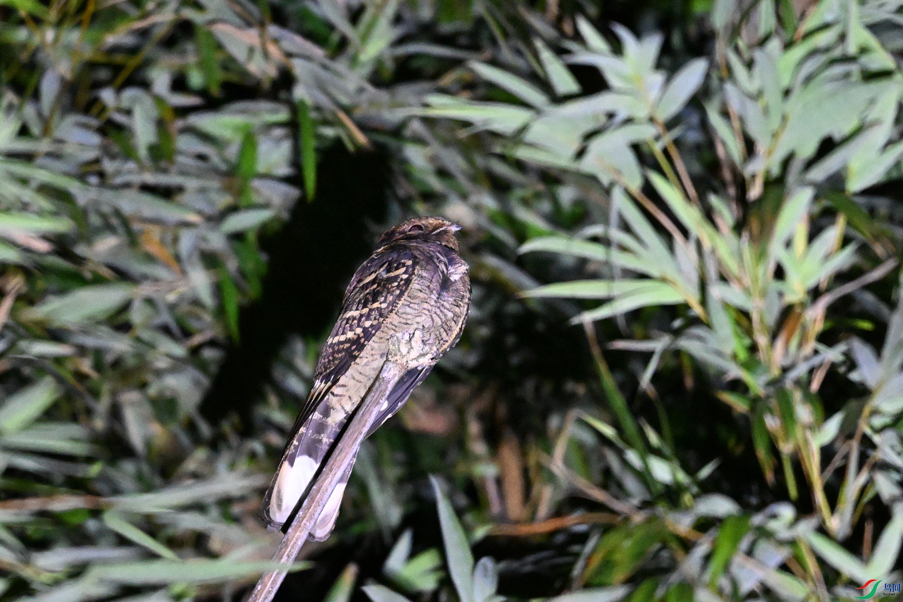 DSC_6706.JPG