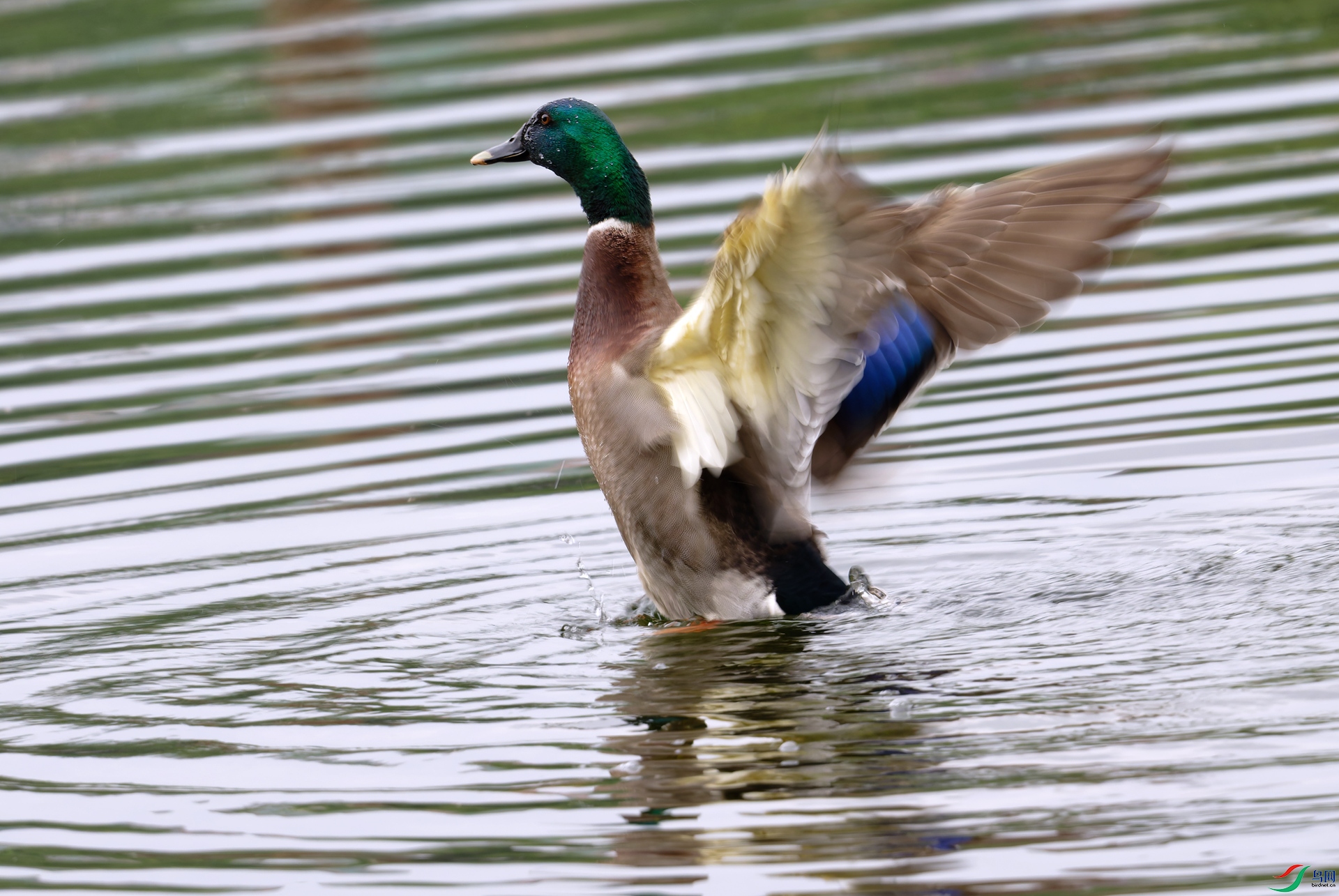 DSC_6309-DxO_DeepPRIME XD3_DxO_����_����_����.jpg