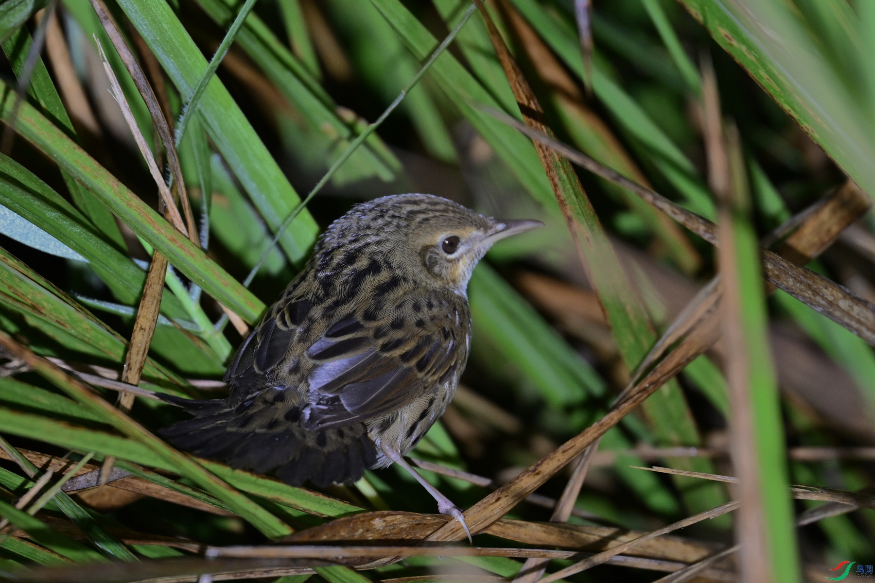 DSC_6811.JPG