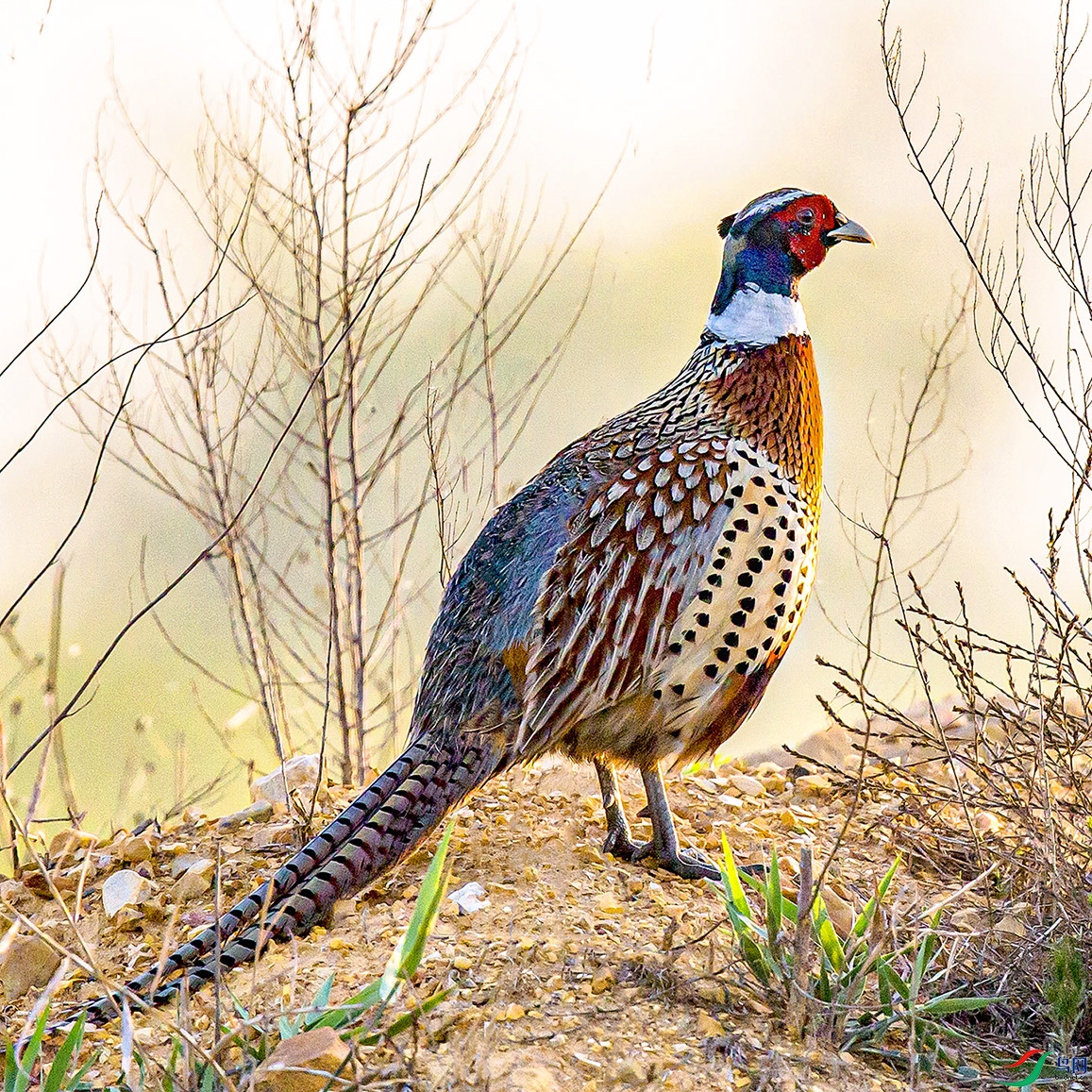 _MG_6074 ���� 2.jpg