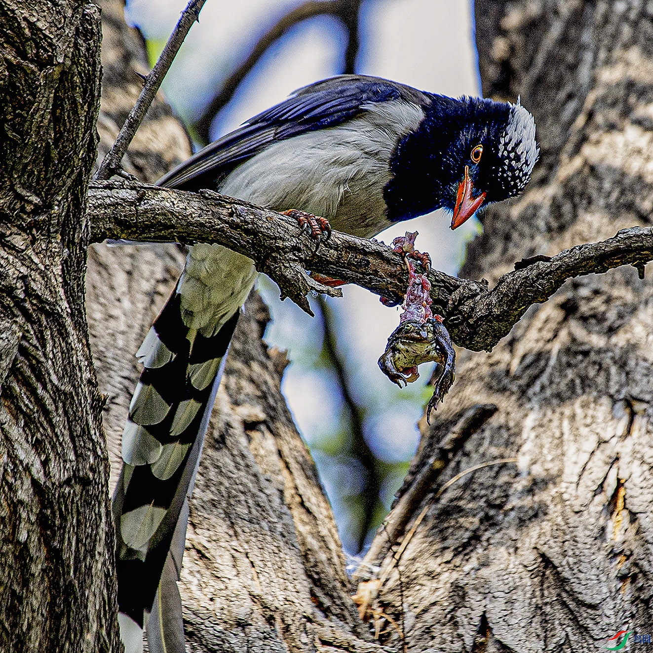 _MG_7170 ���� 2.jpg