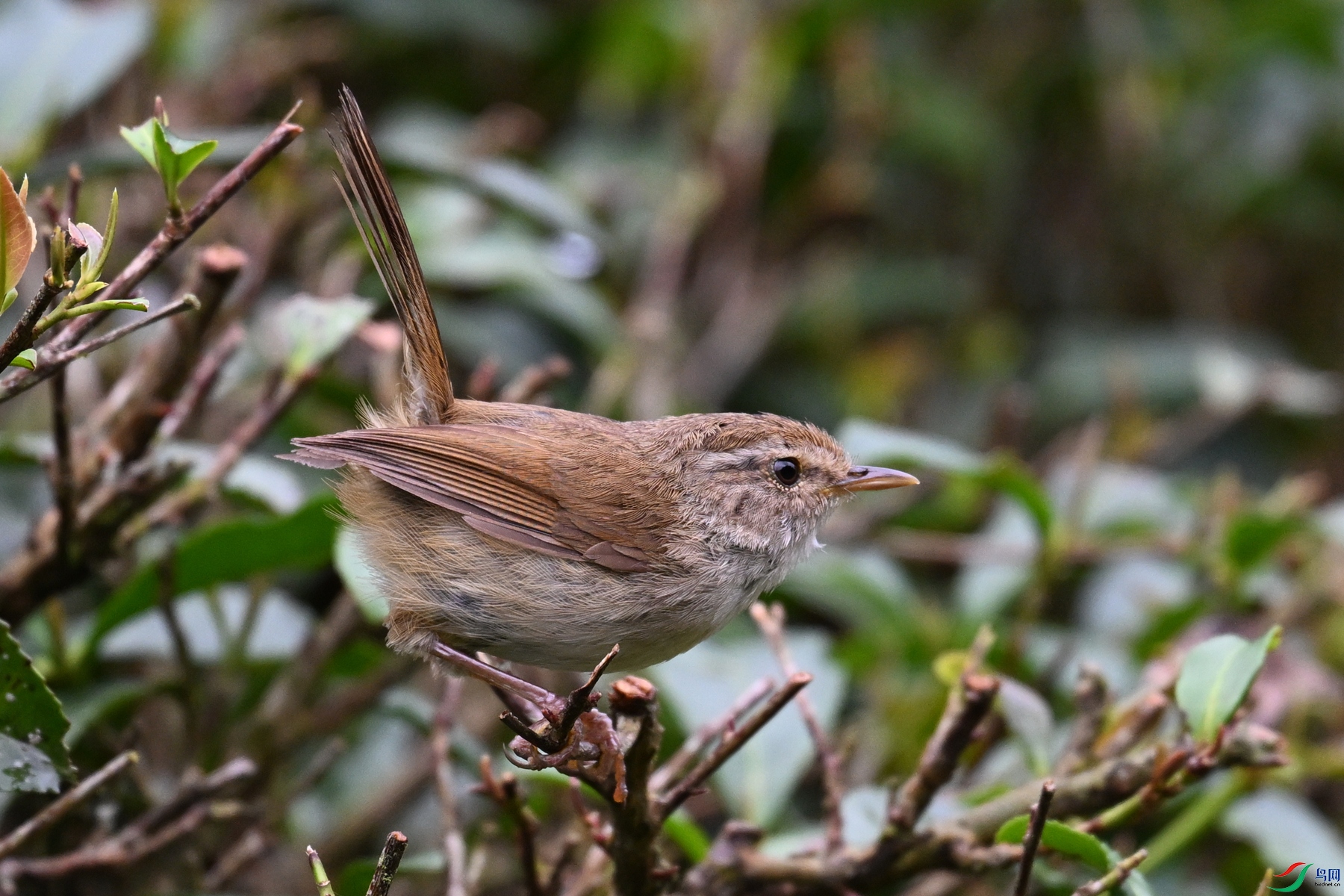 DSC_2696.JPG