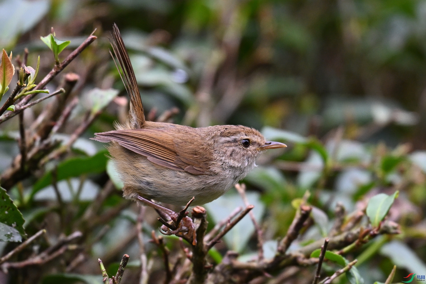 DSC_2694.JPG