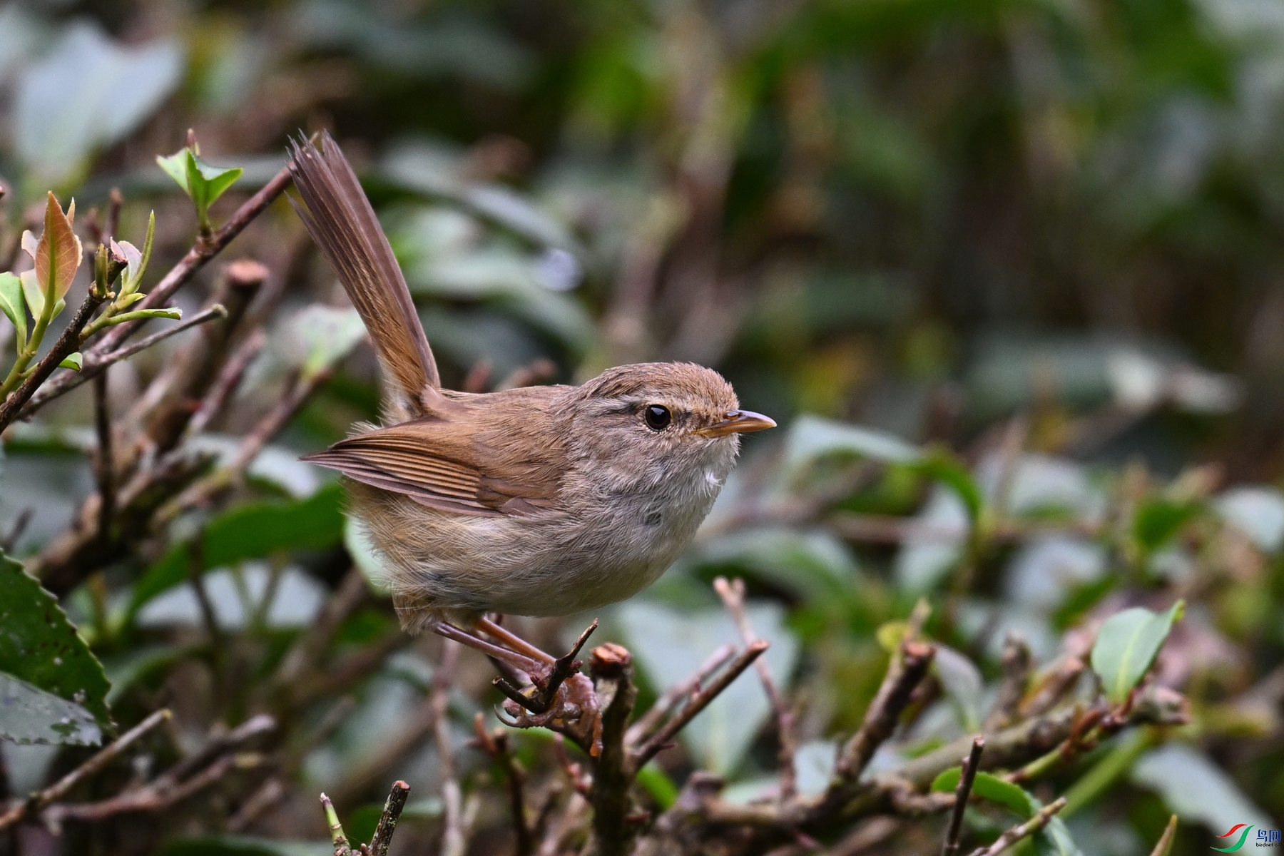 DSC_2700.JPG
