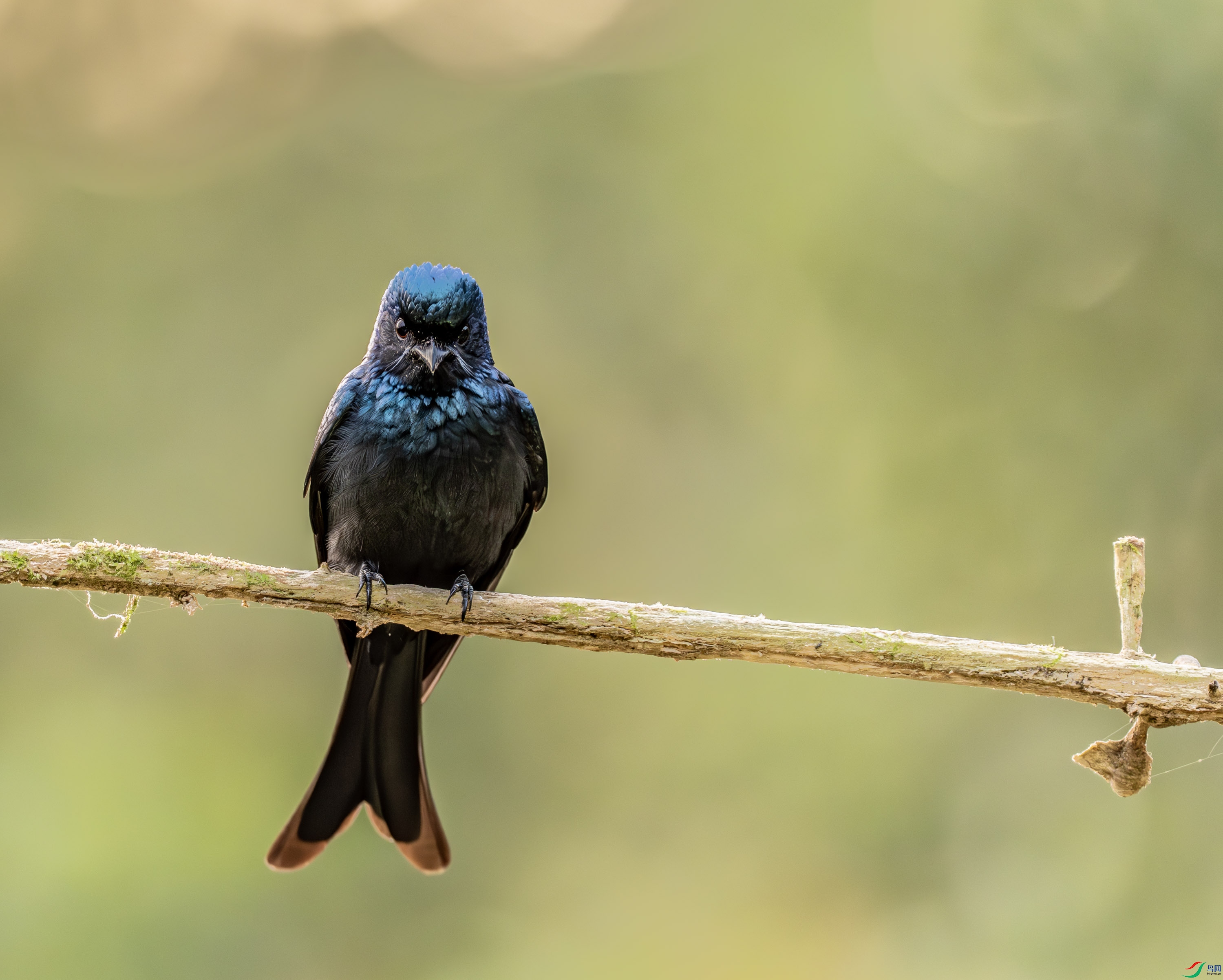 ��ͭɫ��β-02 (3 - 8).jpg