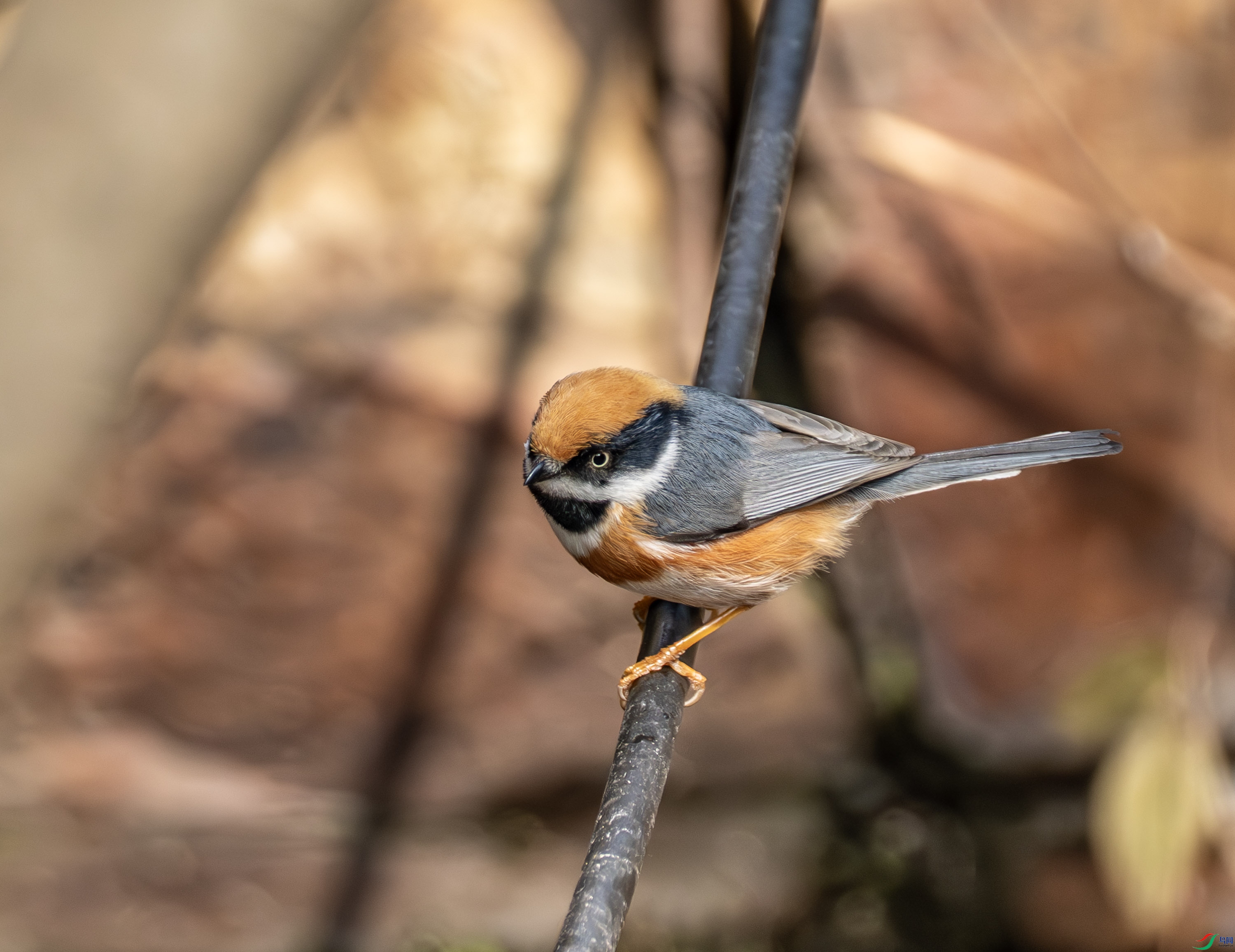 ��ͷ��βɽȸ-1 (2 - 3).jpg