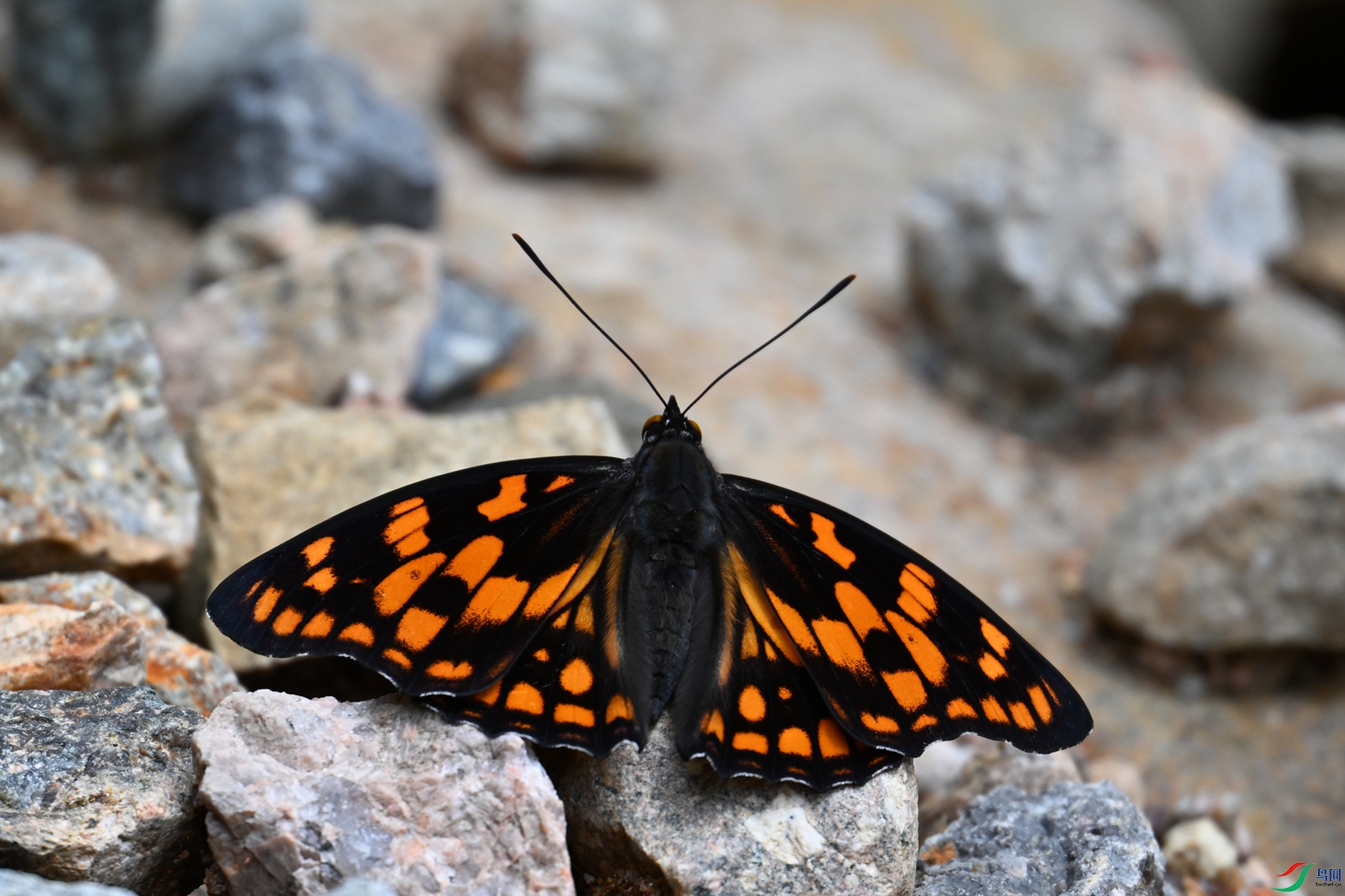 DSC_2918.JPG