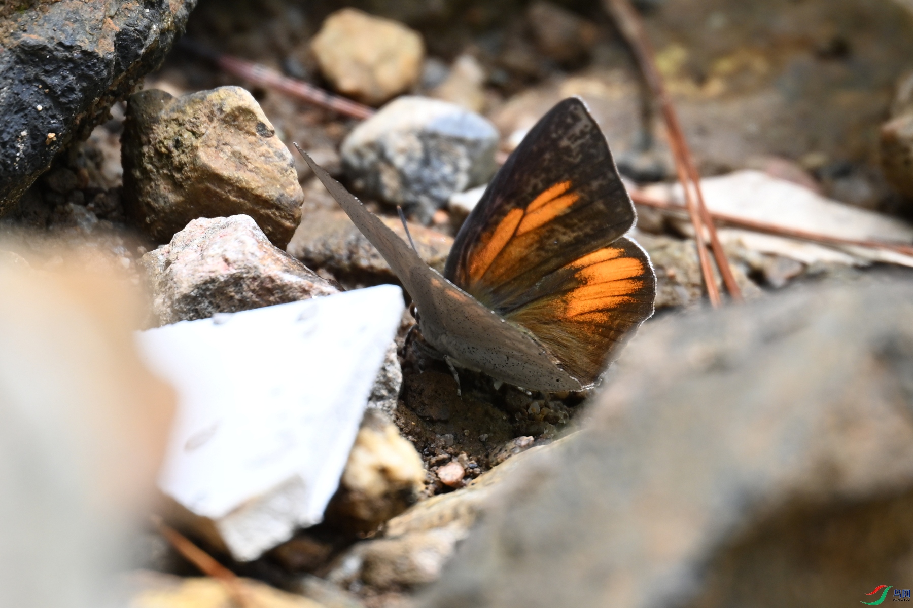 DSC_2921.JPG