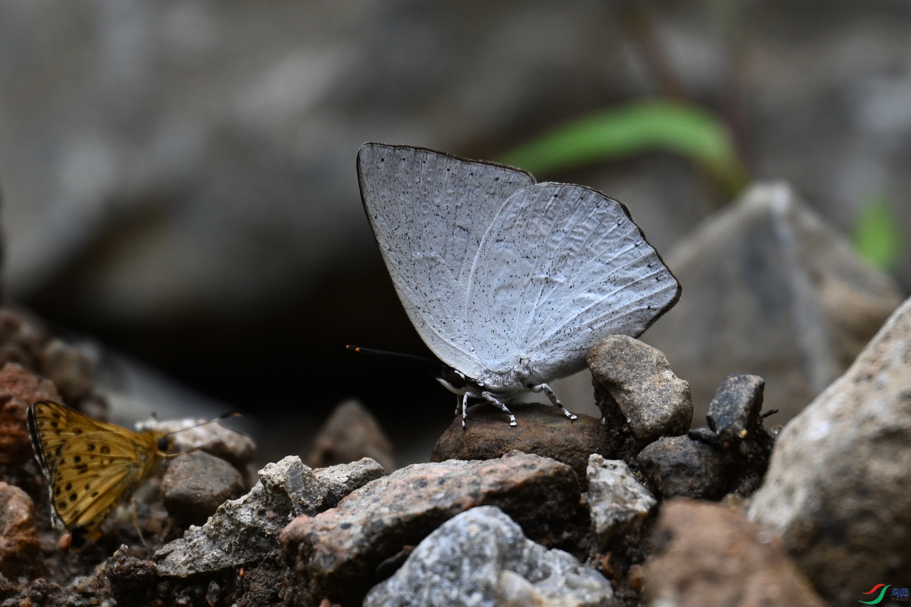 DSC_2929.JPG
