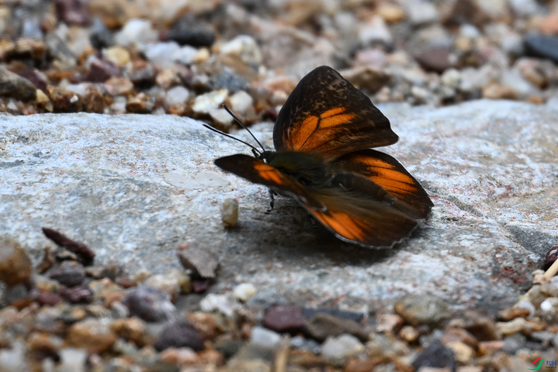 DSC_2946.JPG