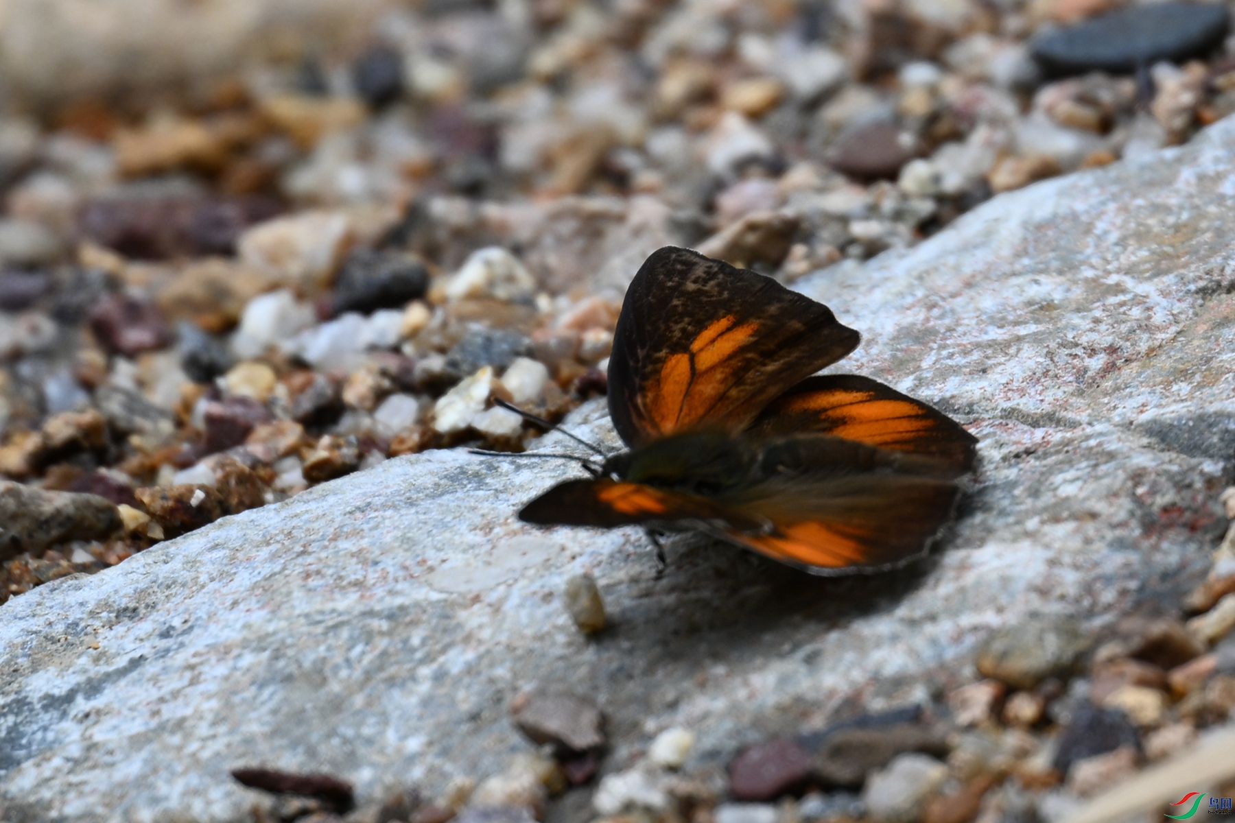 DSC_2948.JPG