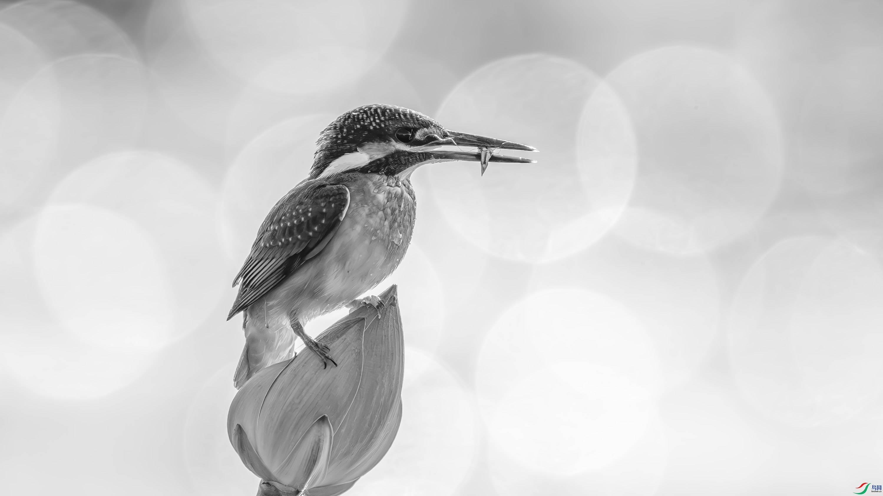 DSC04498-.jpg