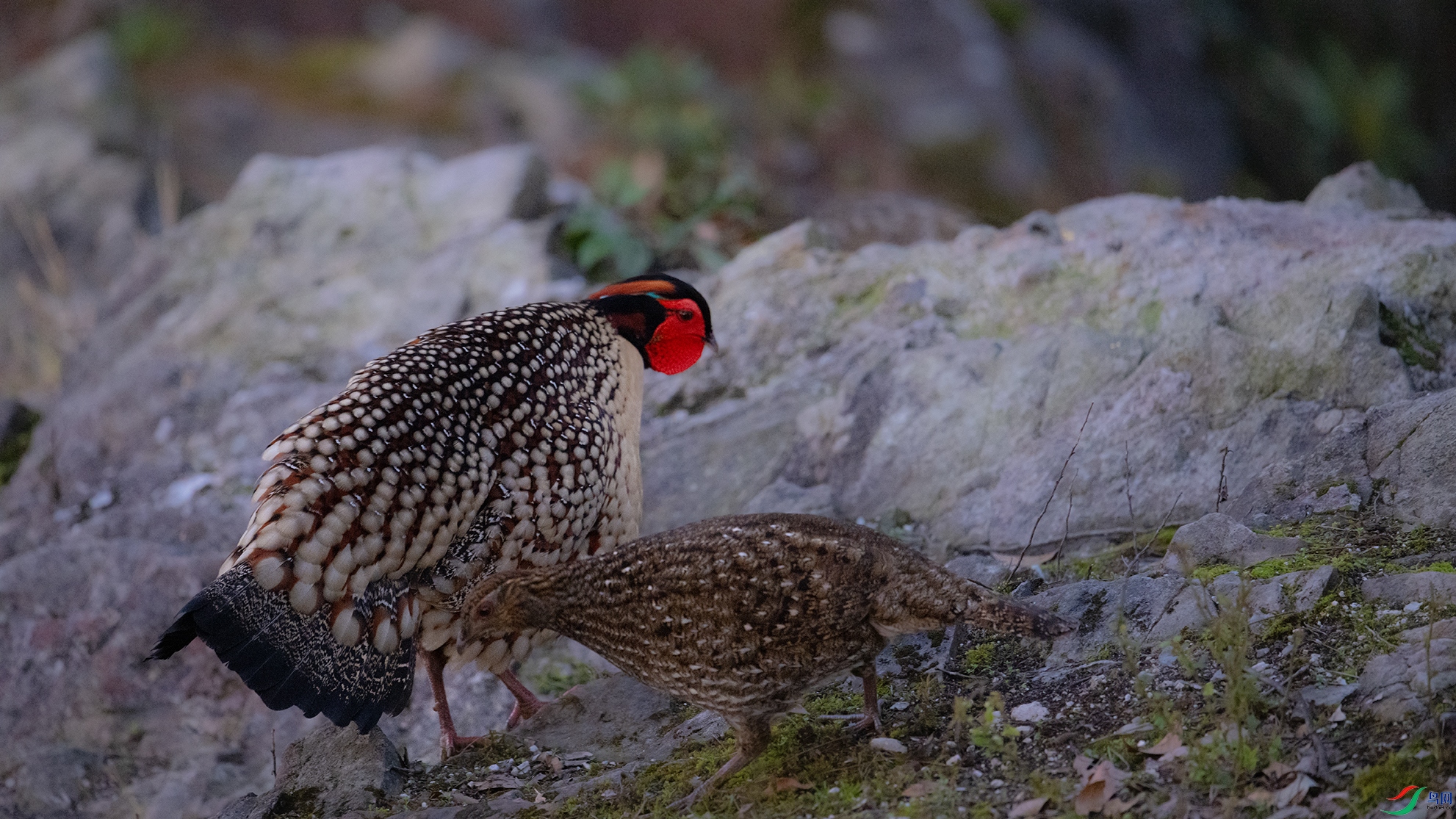 _DSC9514 ����.jpg