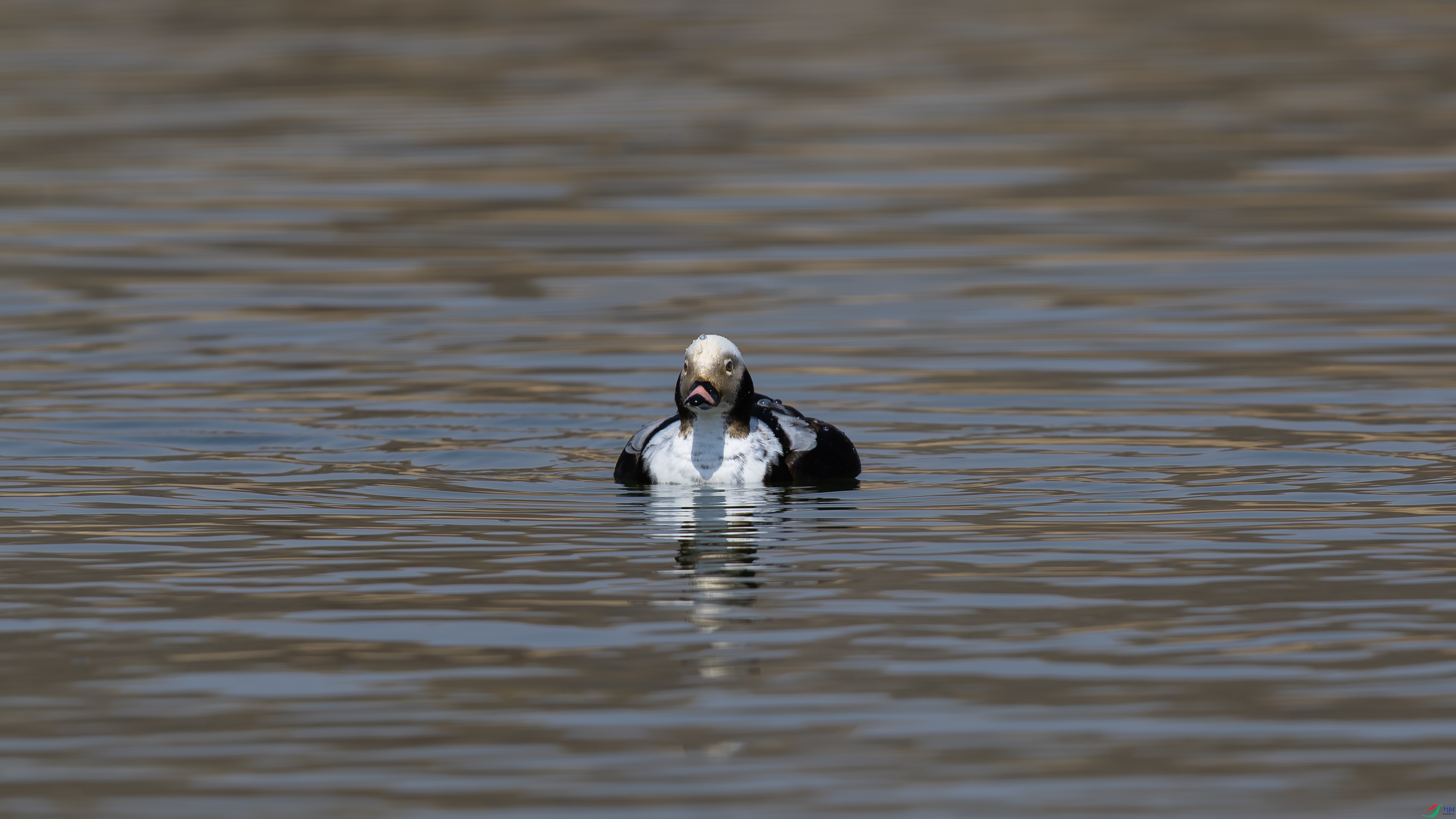 _O7A3916-���� 2.jpg