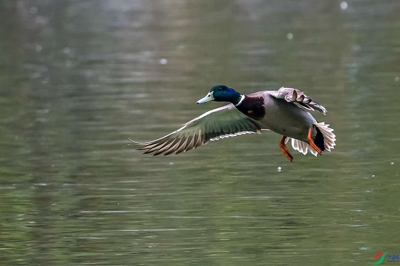 DSC_7006A.jpg