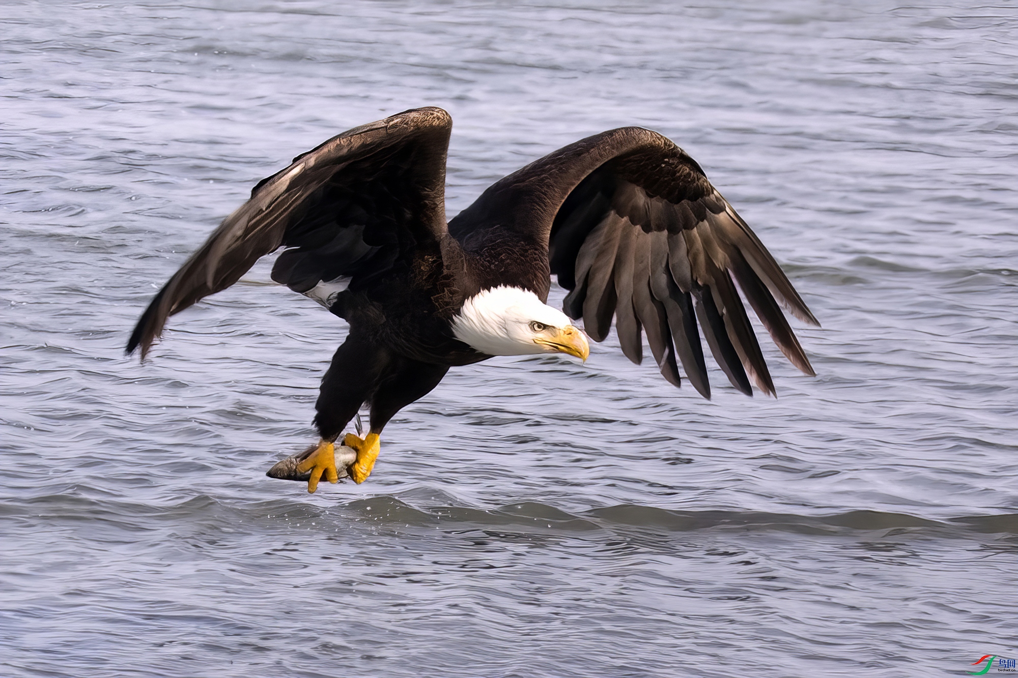 ��ͷ����ץ��