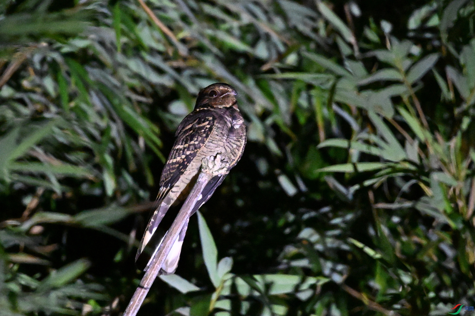 DSC_6725.JPG