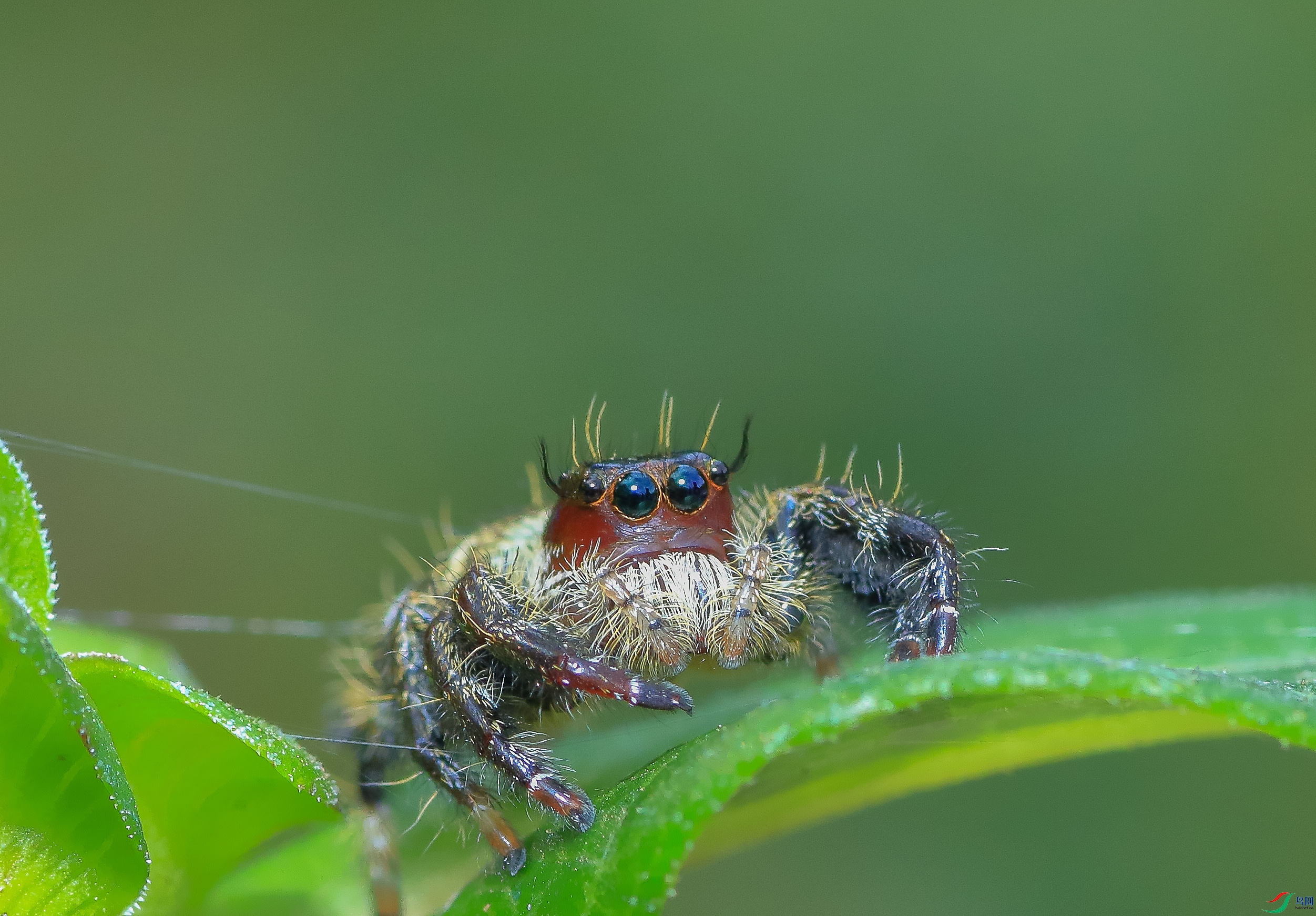 7T8A0454 ����.jpg