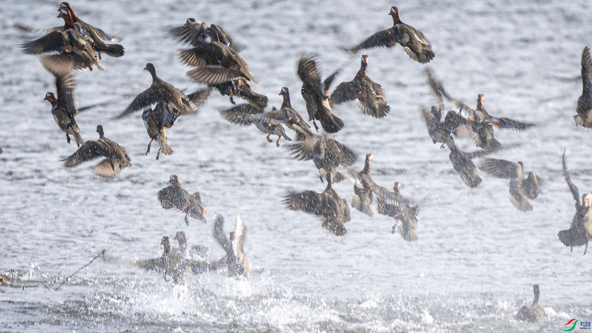 DSC02542 ����.jpg