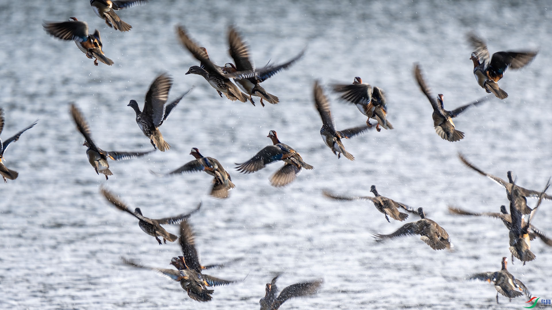 DSC02549 ����.jpg