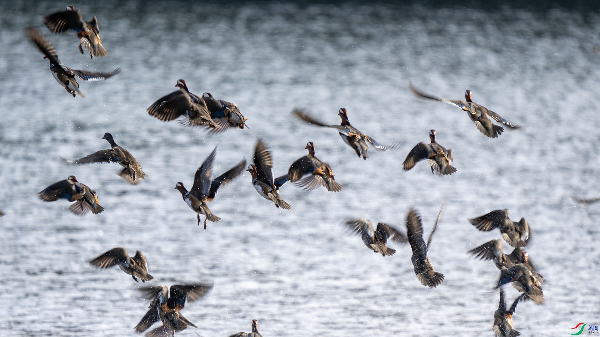 DSC02550 ����.jpg