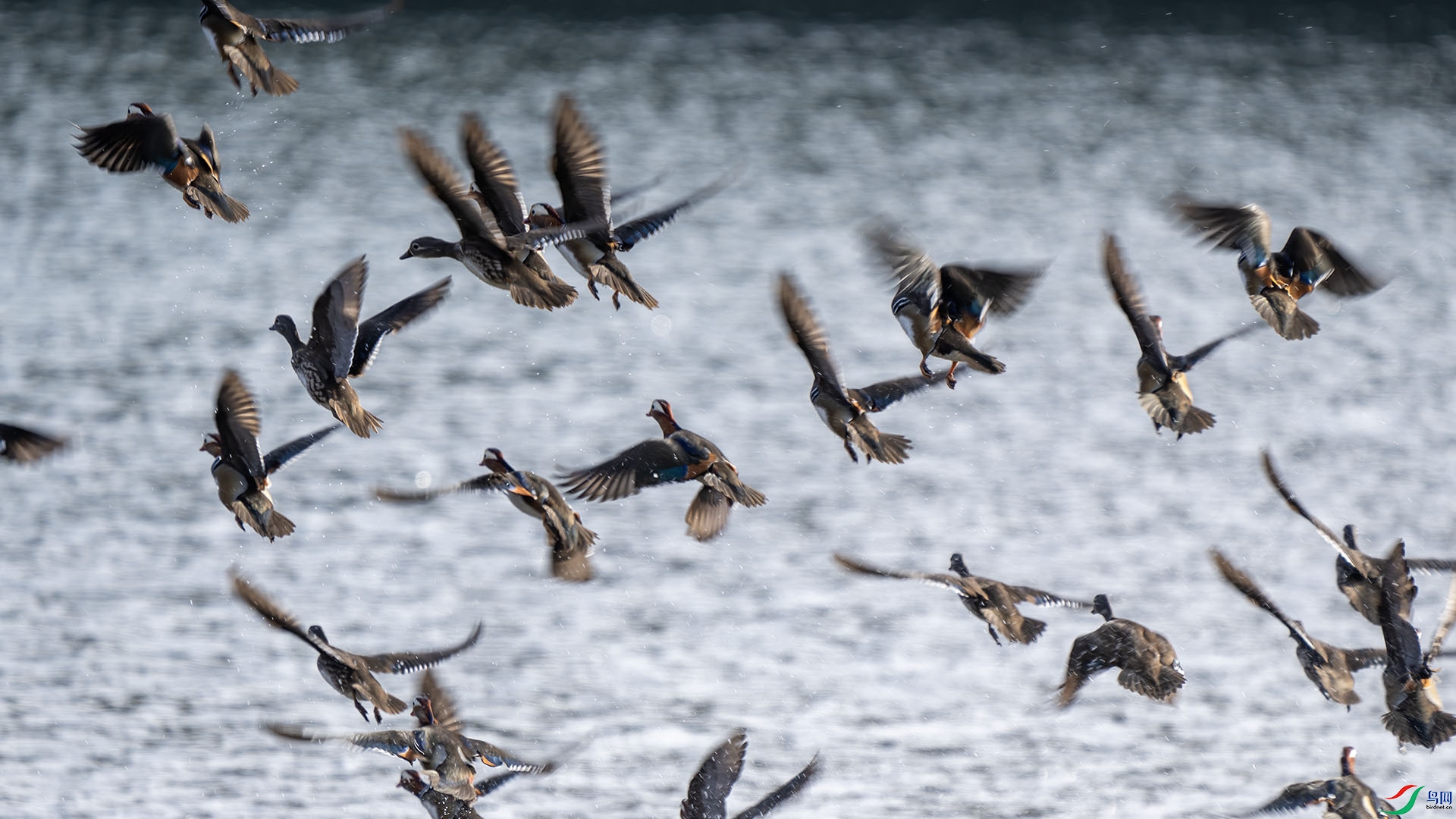 DSC02551 ����.jpg