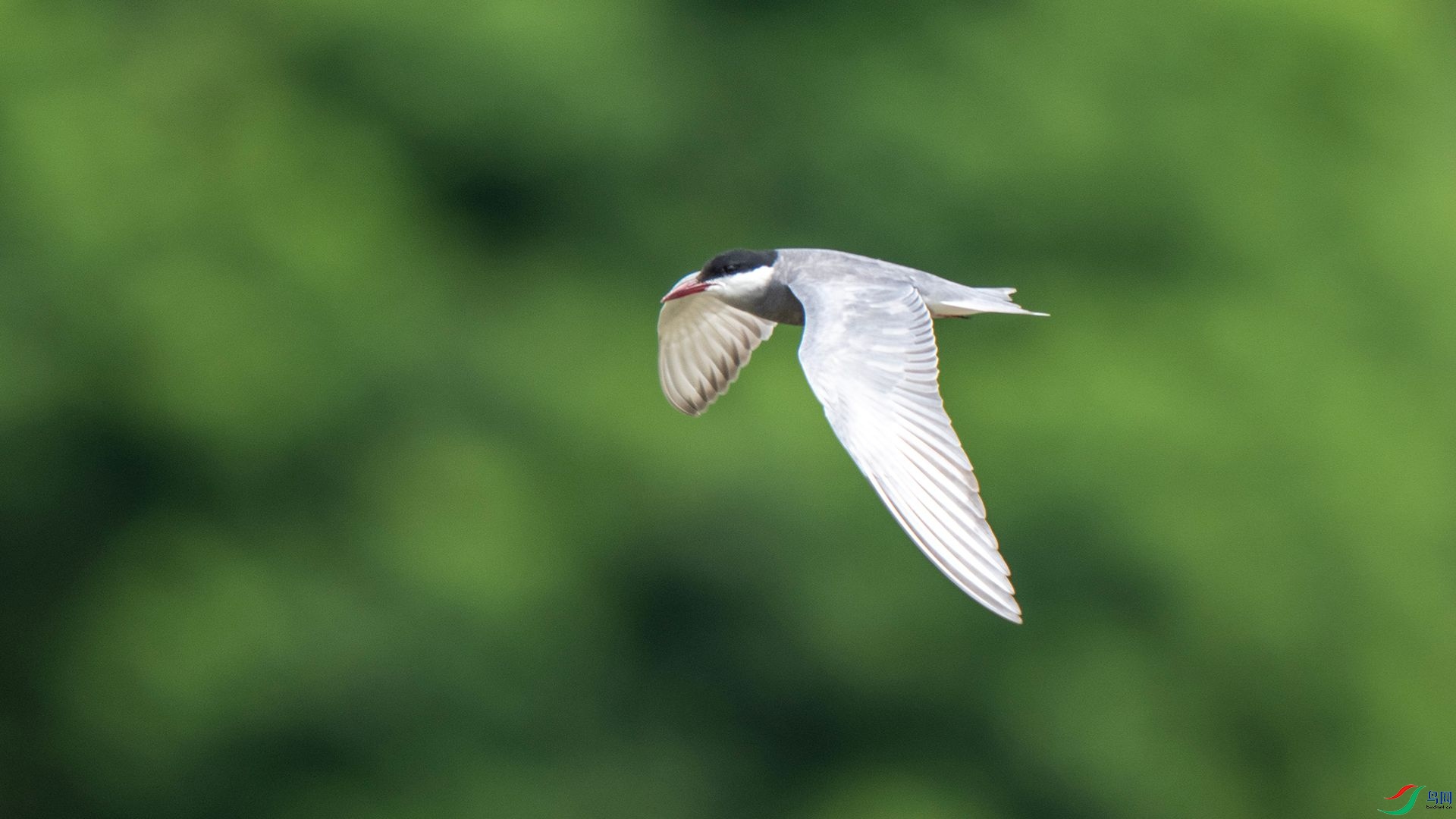 DSC07593 ����.jpg