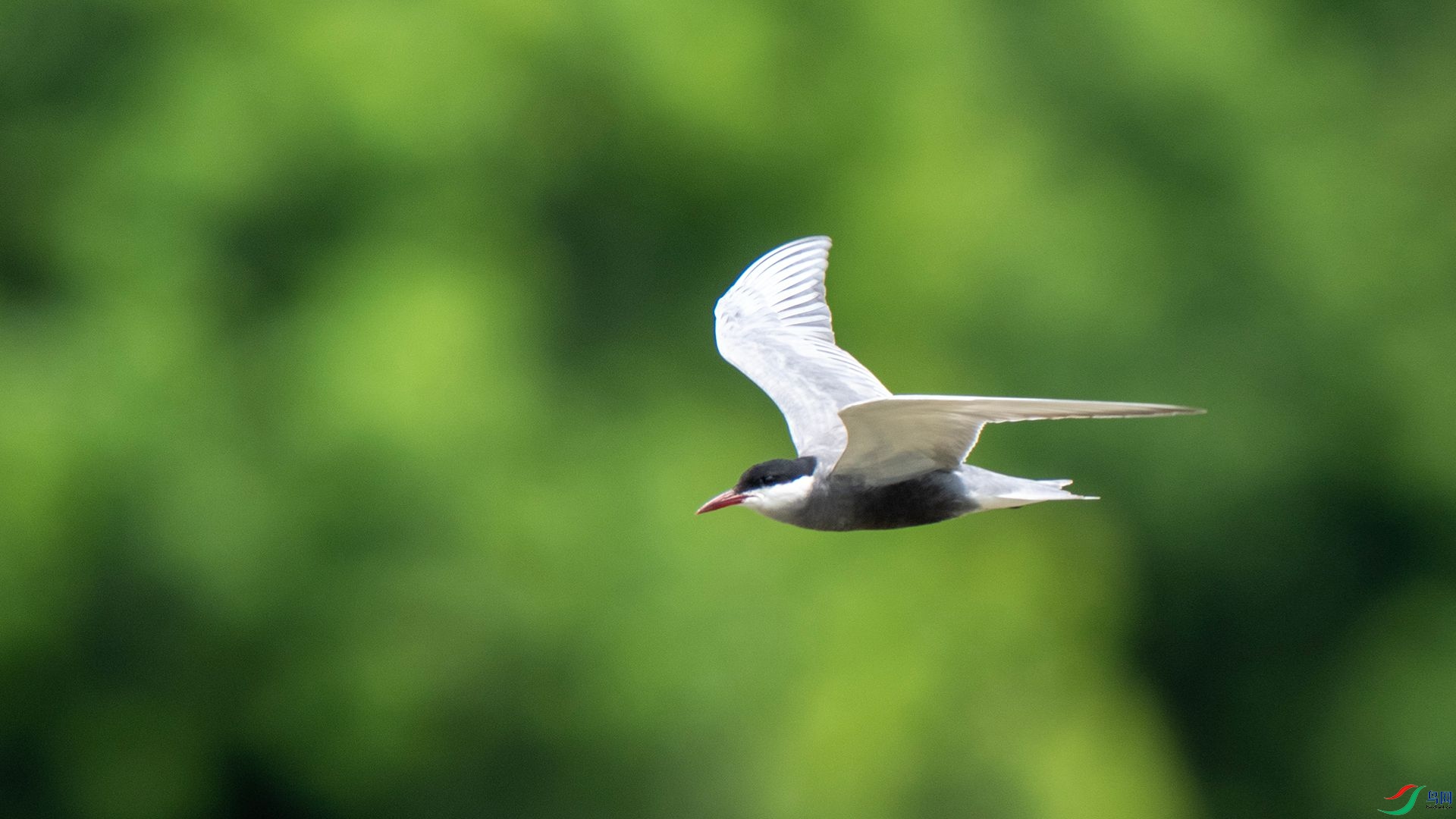 DSC07595 ����.jpg