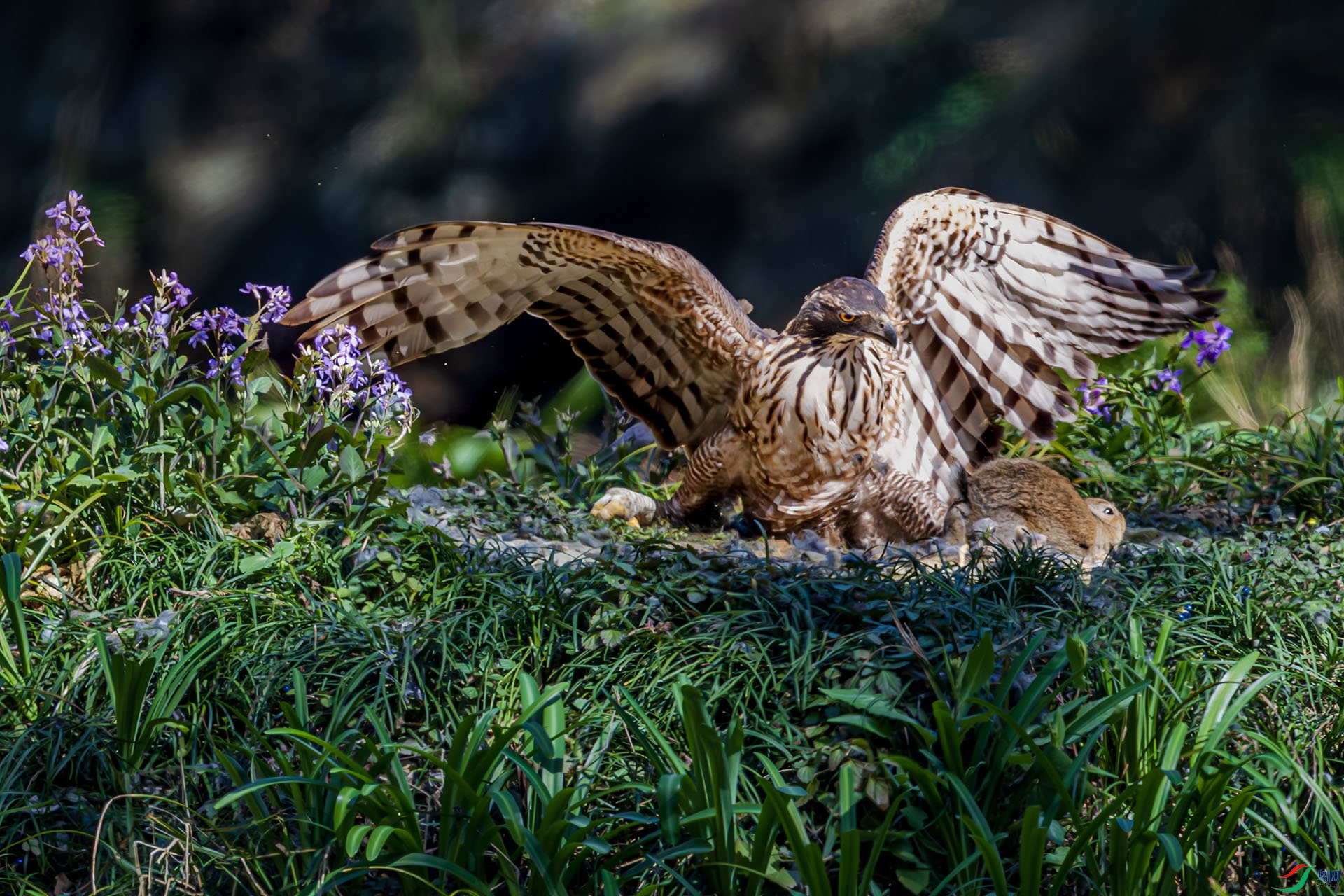 AF3I0070-����ǿ-NR ����.jpg