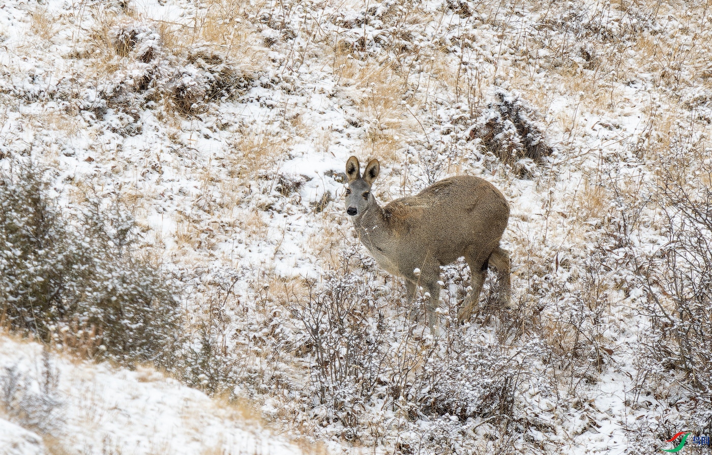 ���꣨���� (16)-1.jpg