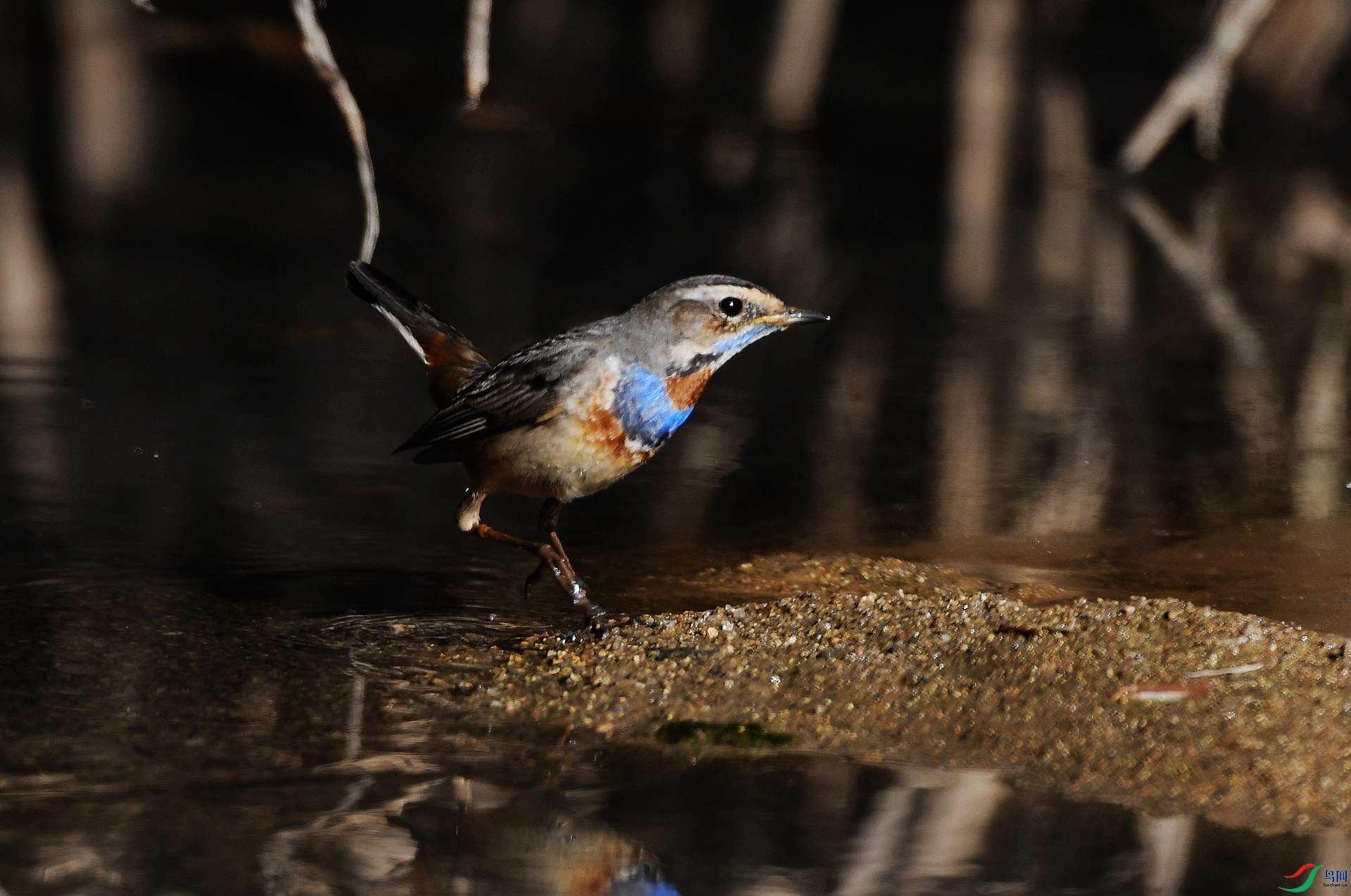 DSC_4954.jpg
