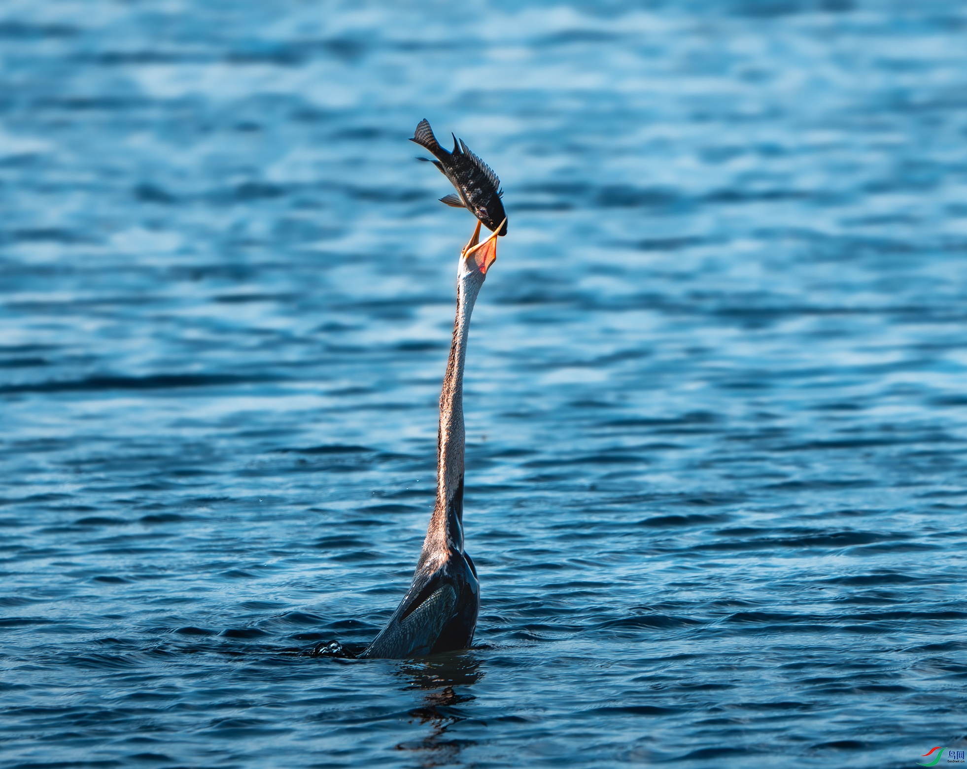 _DSC0275 ����.jpg