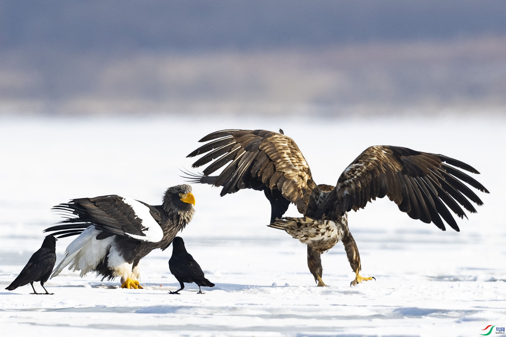 ��ͷ����