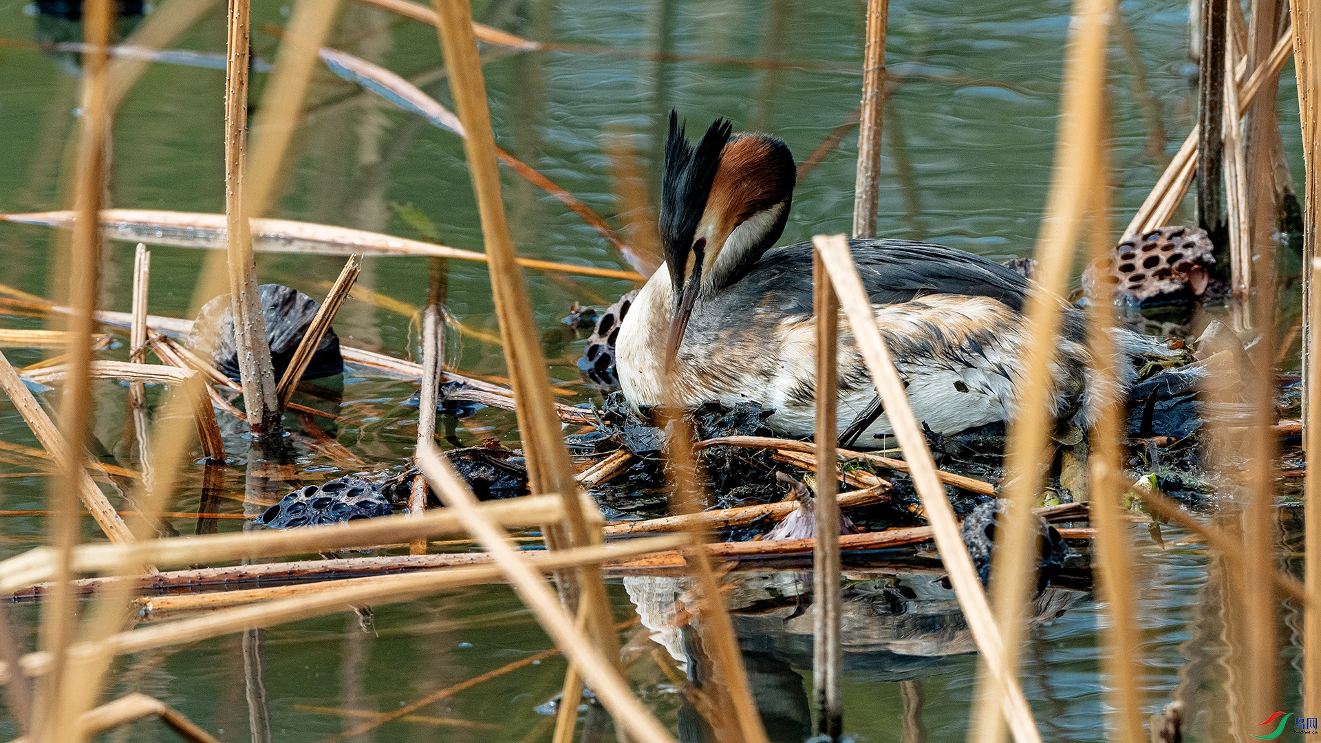 DSC_4030 ����.jpg