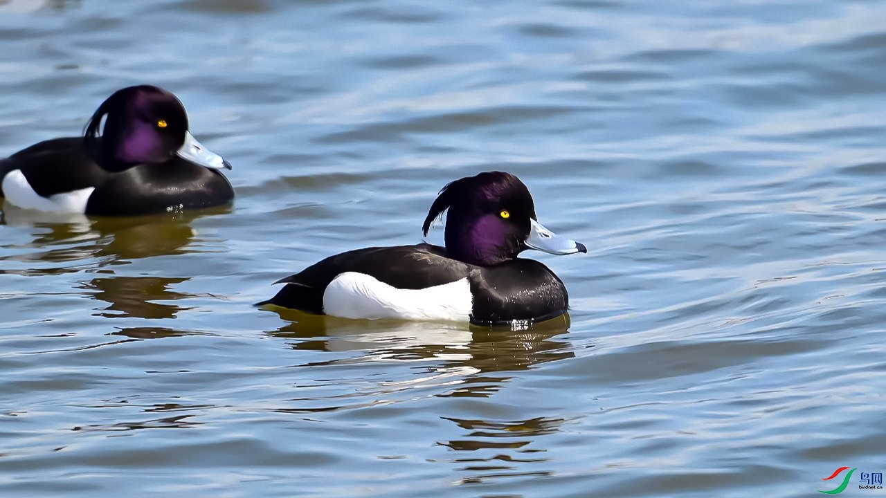 3��21�� (3)��ͷǱѼ��ң��-����.jpg