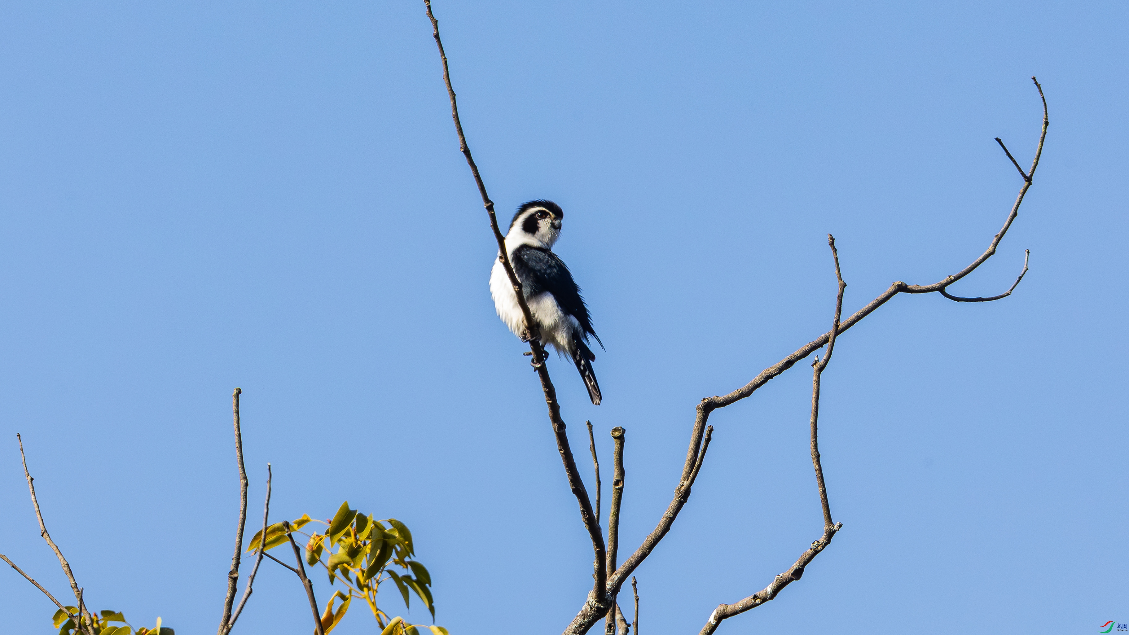 ��èС�� 01.jpg