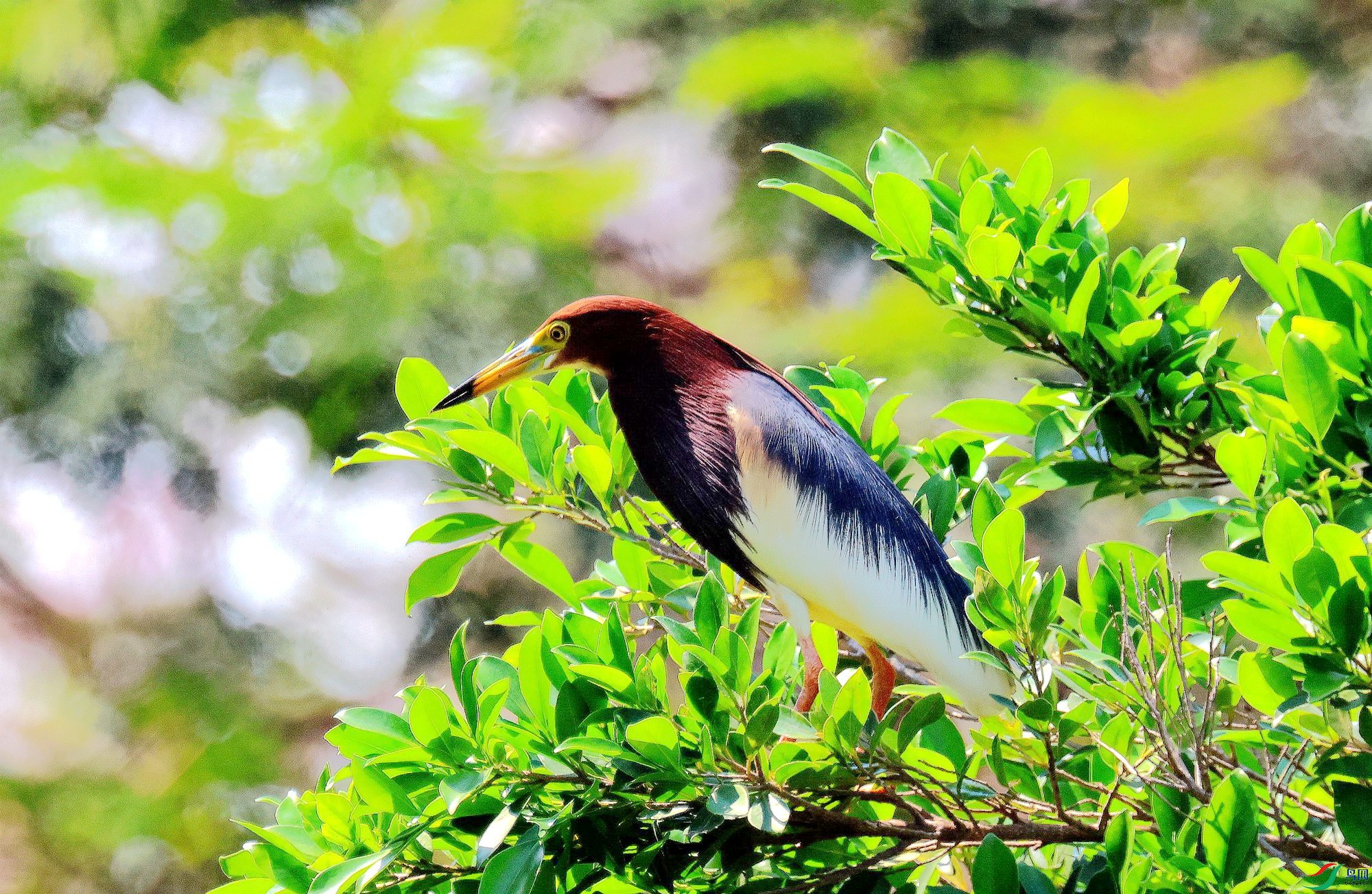 ���ֳ���