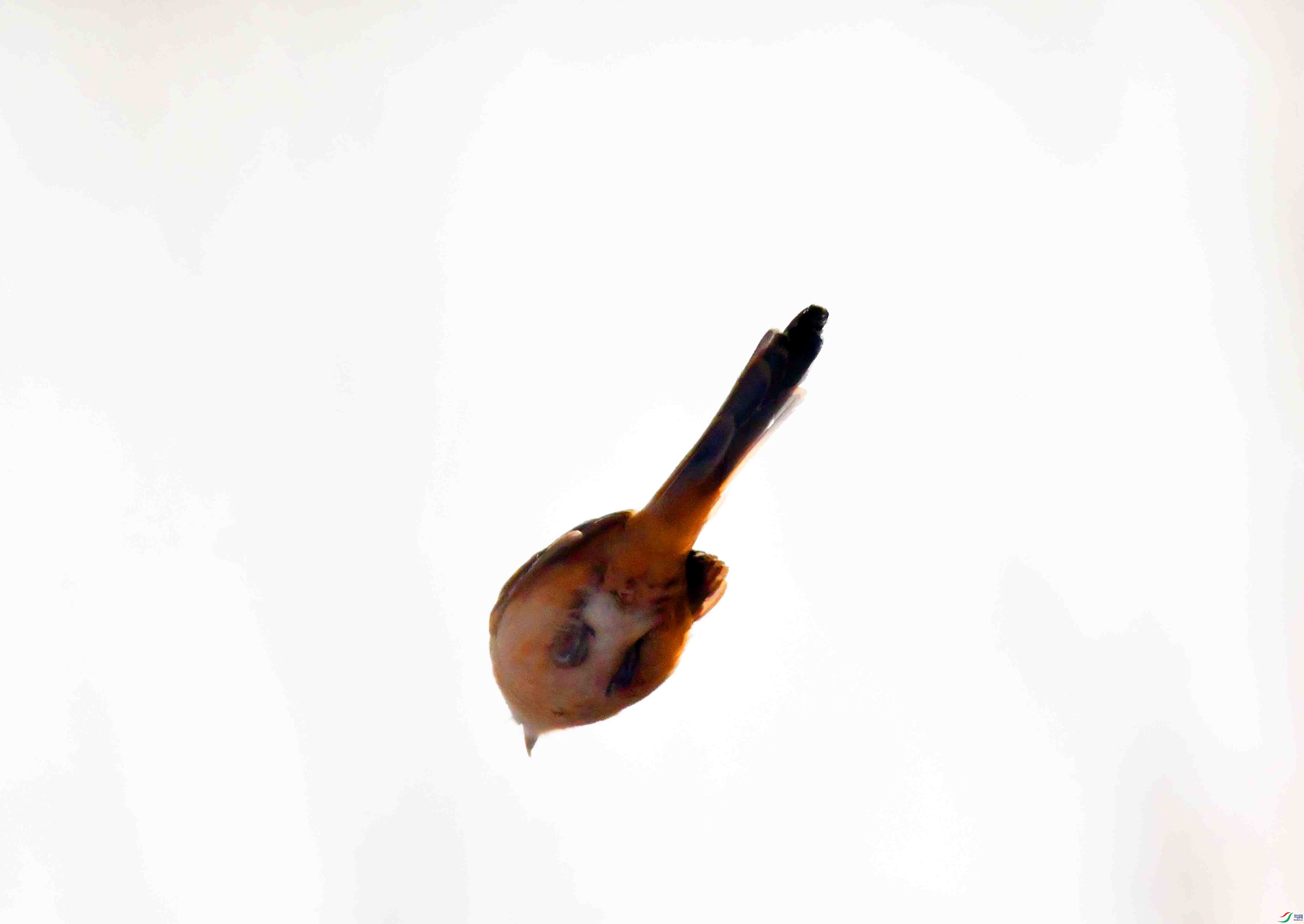 DSC_6233.JPG