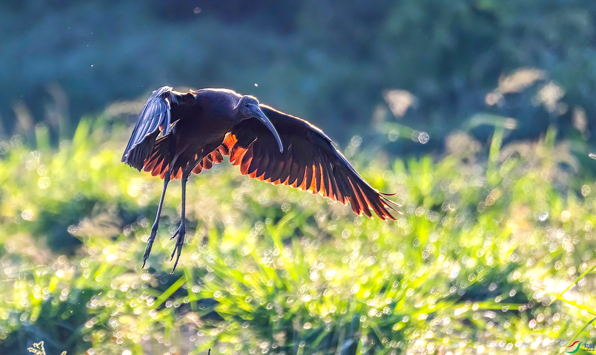 060A1707 ����-Sha---1 .jpg