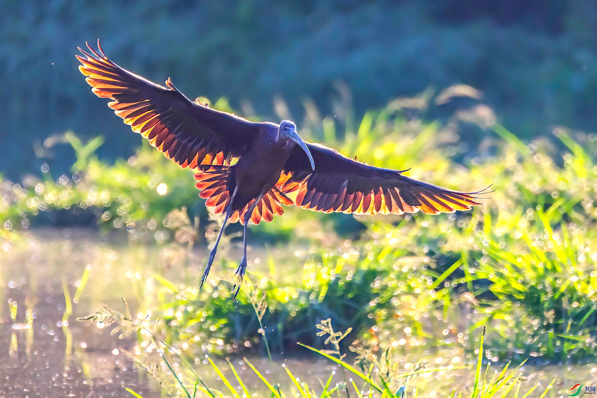 060A1704 ����-Sh----1 .jpg