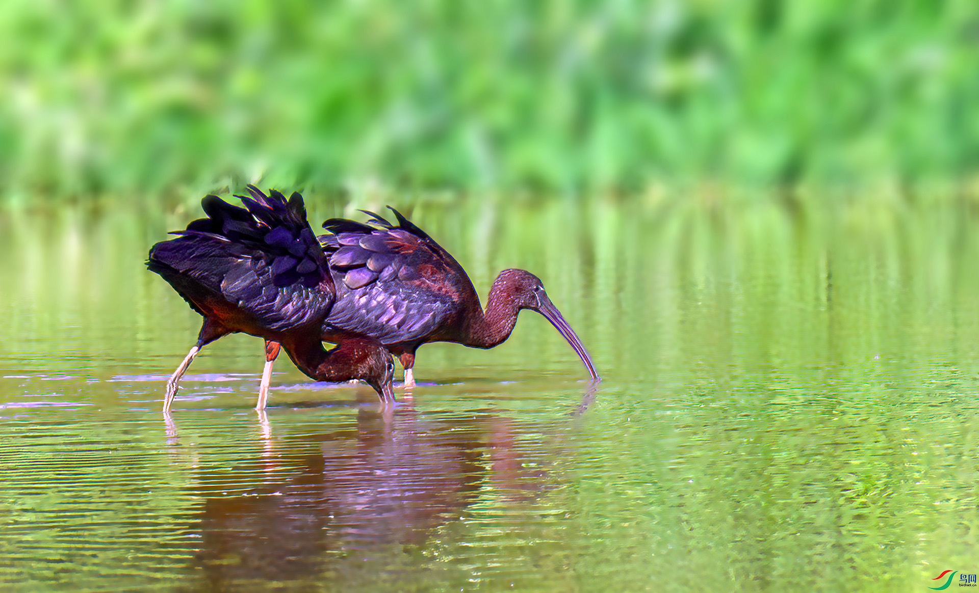 060A2119 ����-Sh---1 .jpg