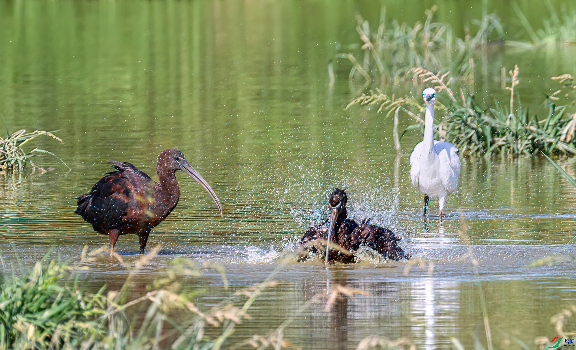 060A2591 ����-Sh---1 .jpg