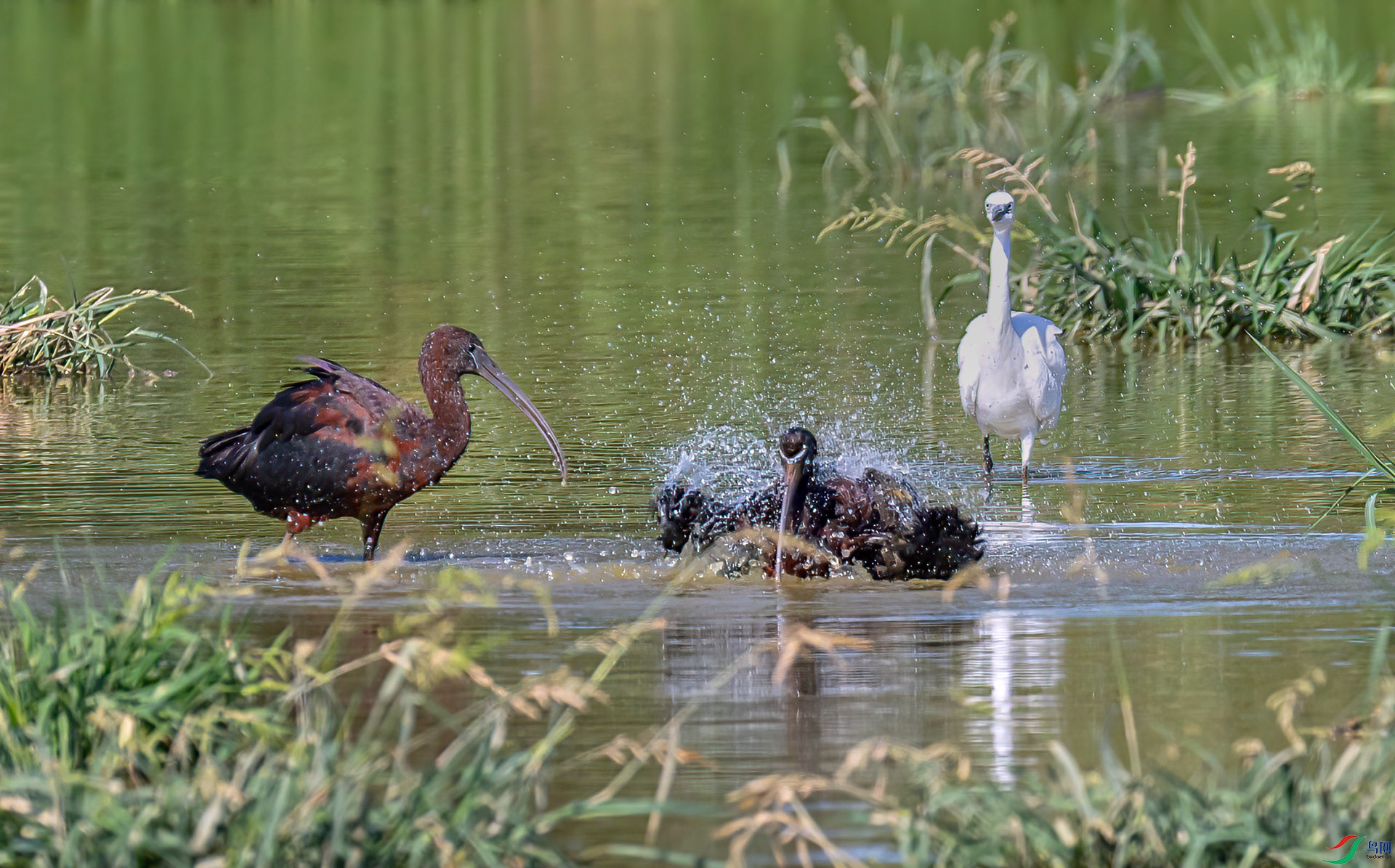 060A2592 ����-Sh----1 .jpg