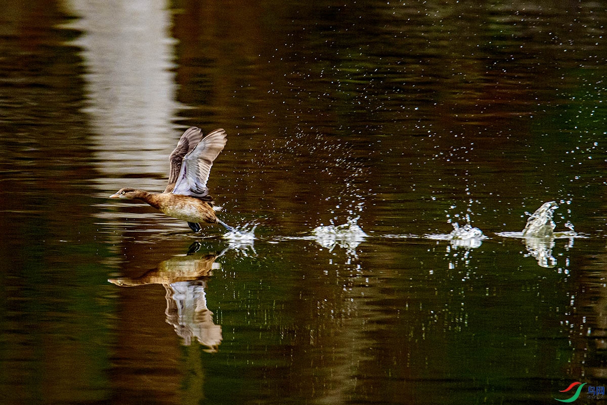 DSC_7233.jpg