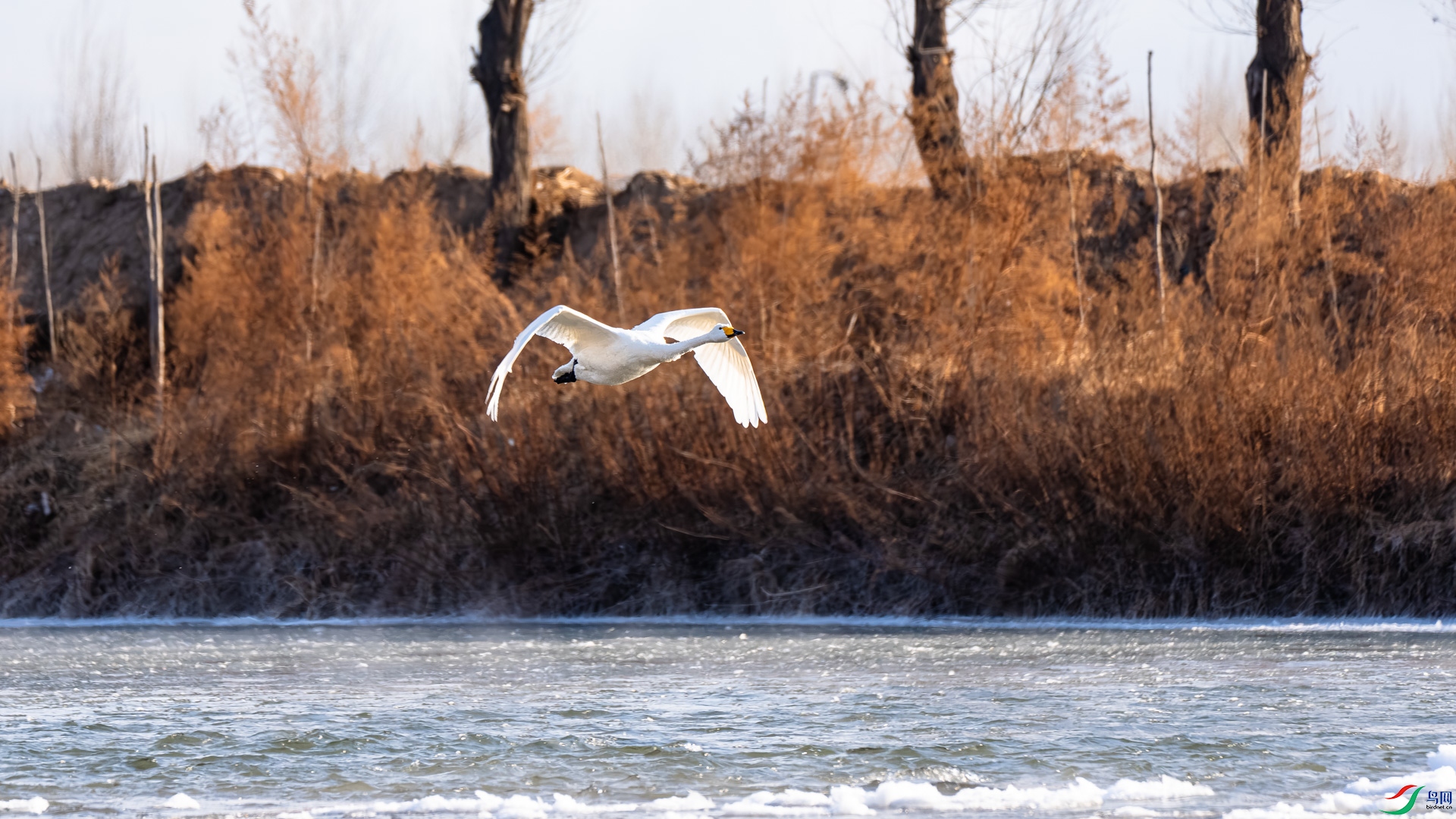 _DSC6450.jpg