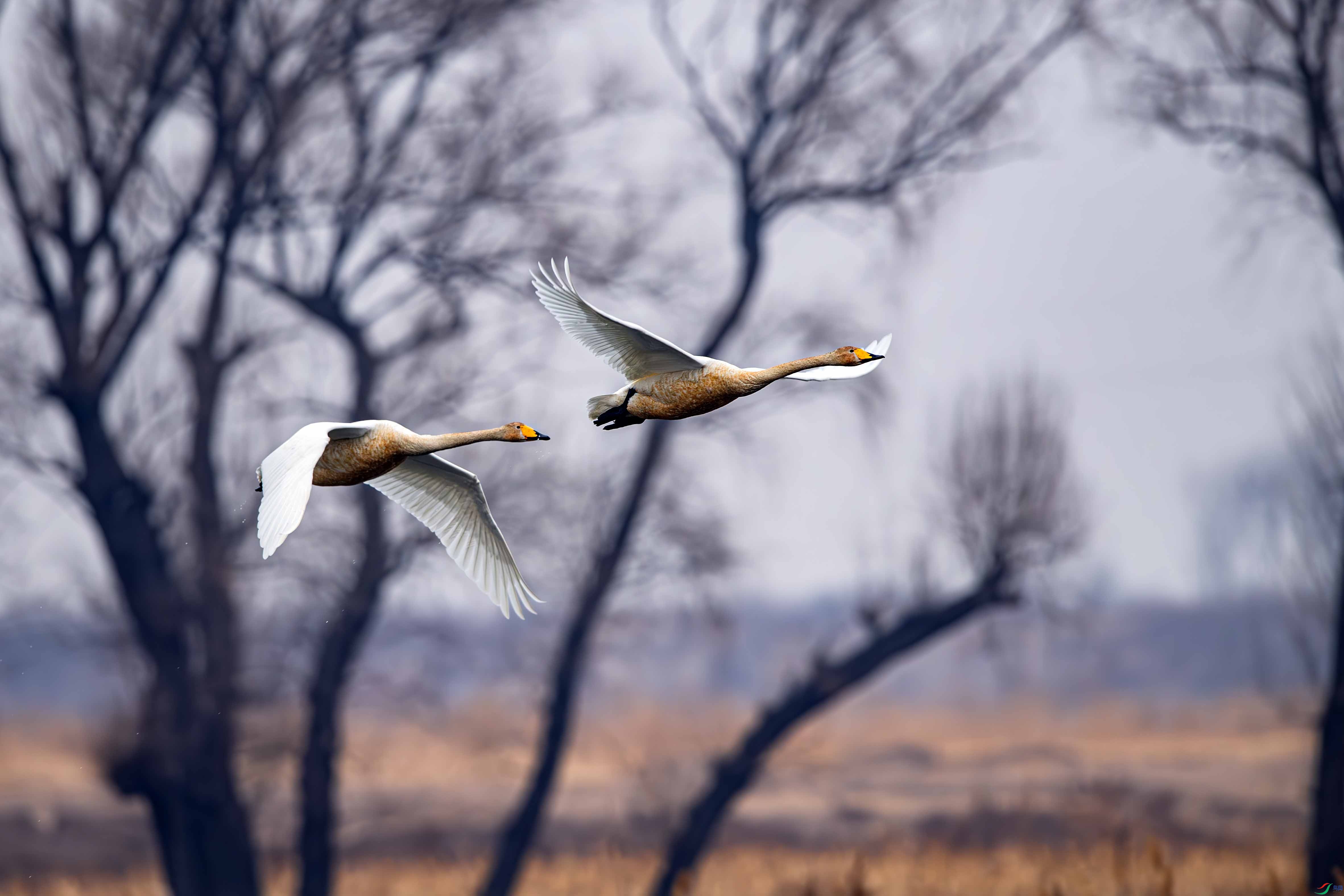 _LYF9195-����ǿ-NR ����.jpg