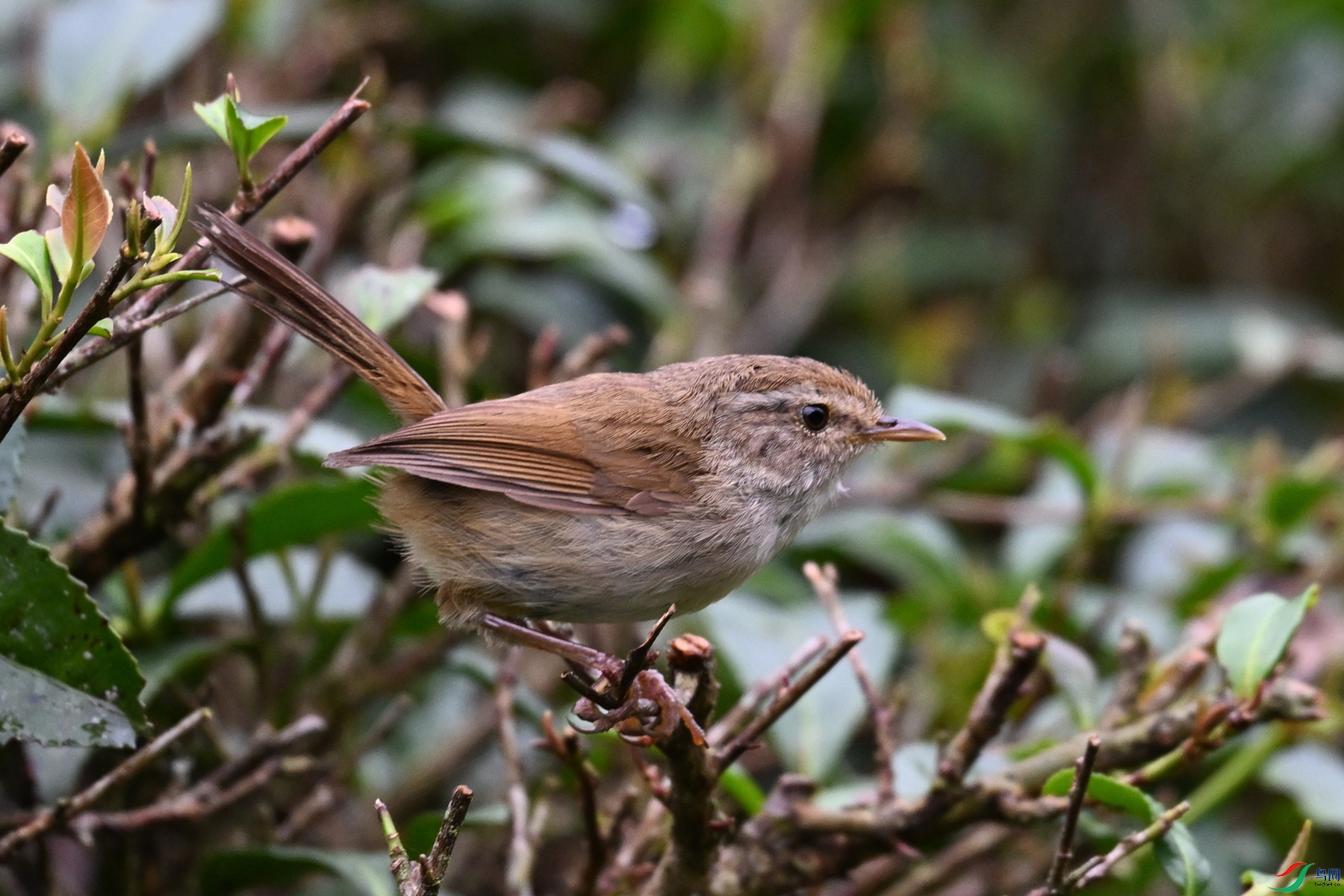DSC_2687.JPG