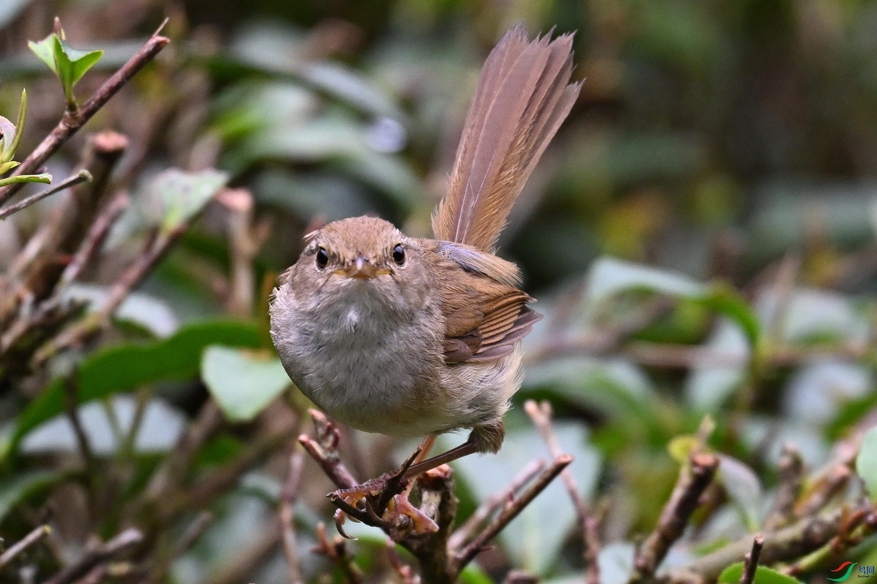 DSC_2661.JPG