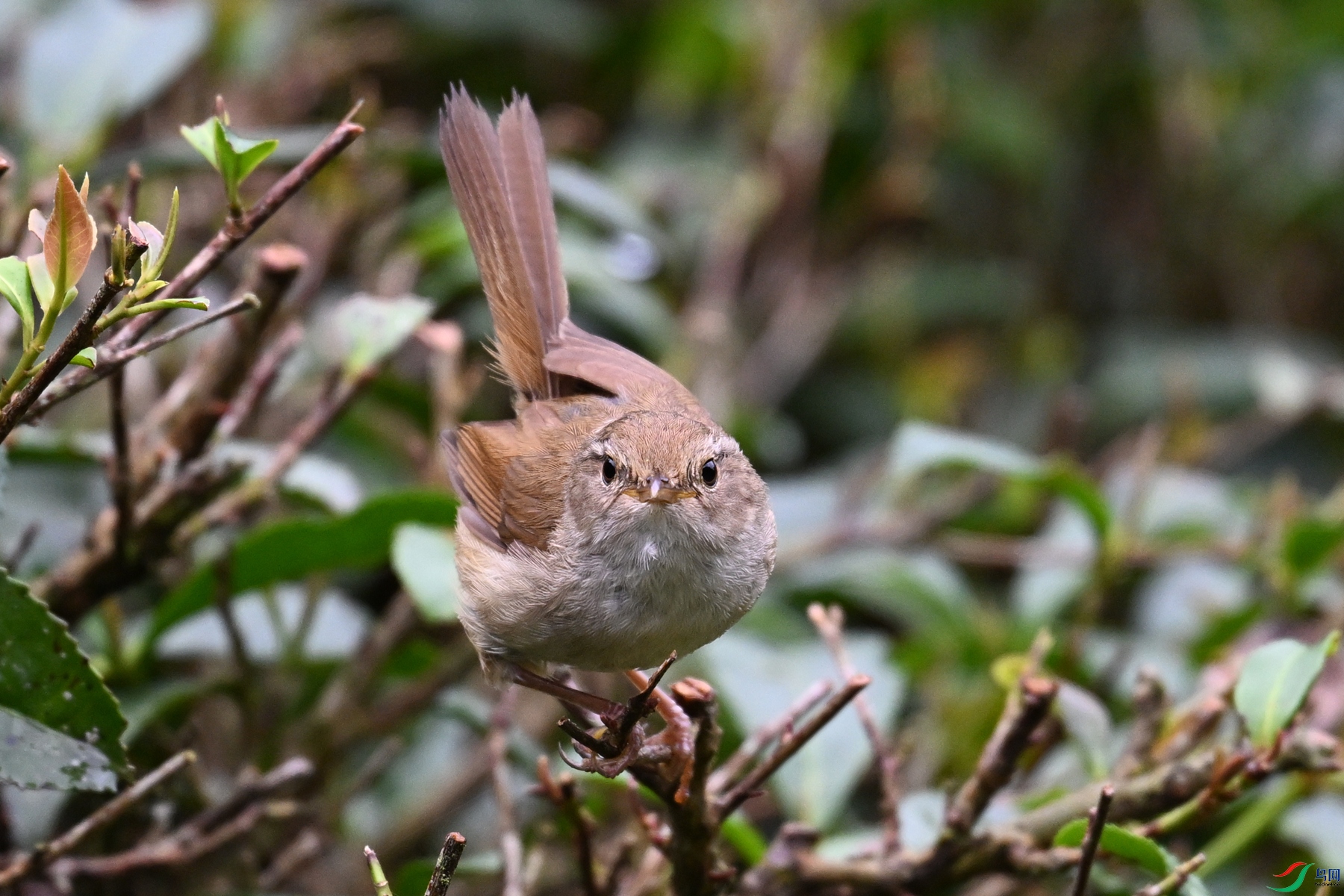 DSC_2710.JPG